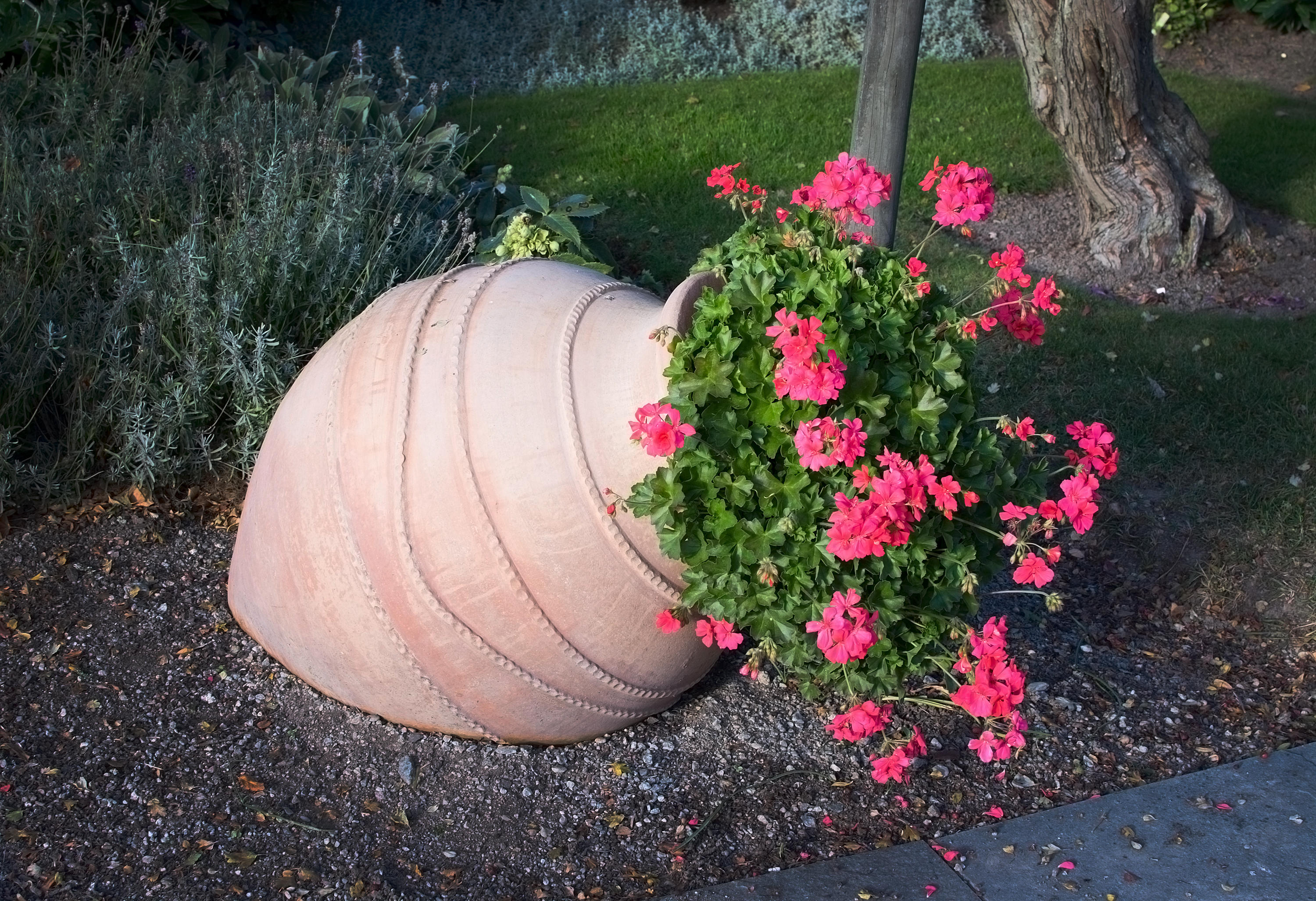 Terracotta urn planted with pelargoniums (Alamy/PA)
