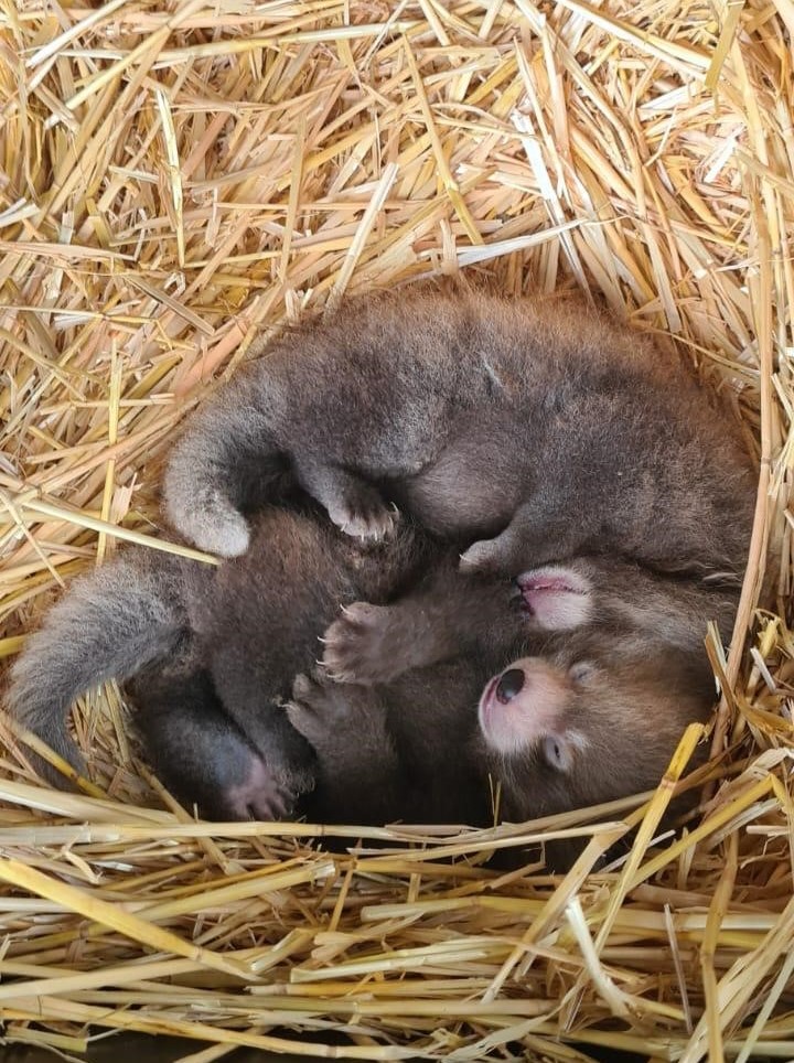 baby red pandas