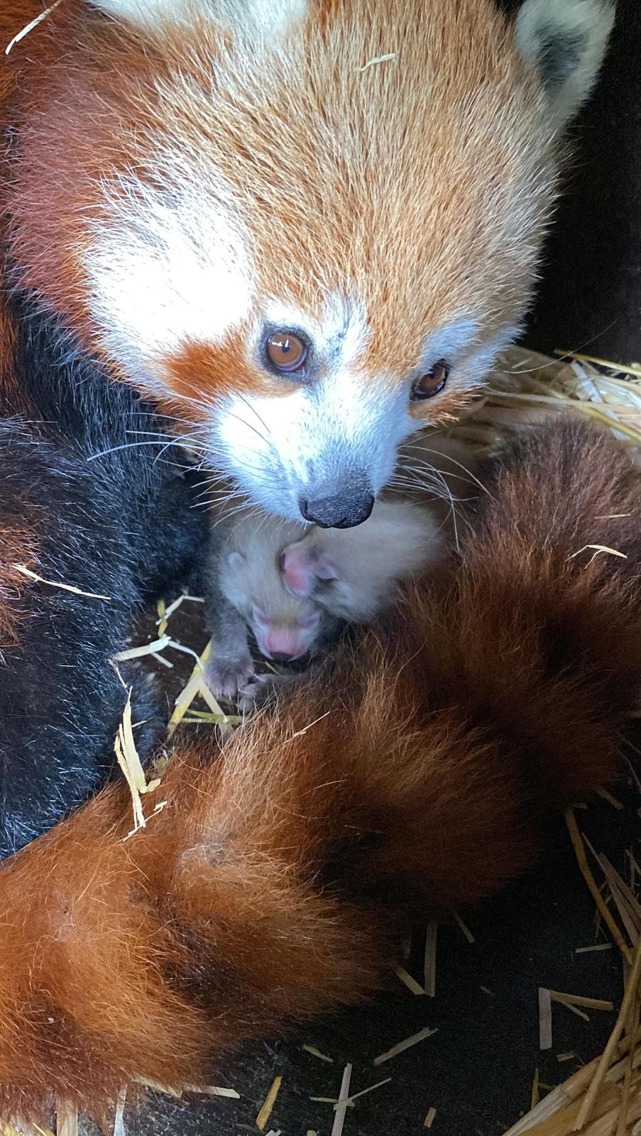 Birth of twin red panda cubs at Whipsnade Zoo offers hope for