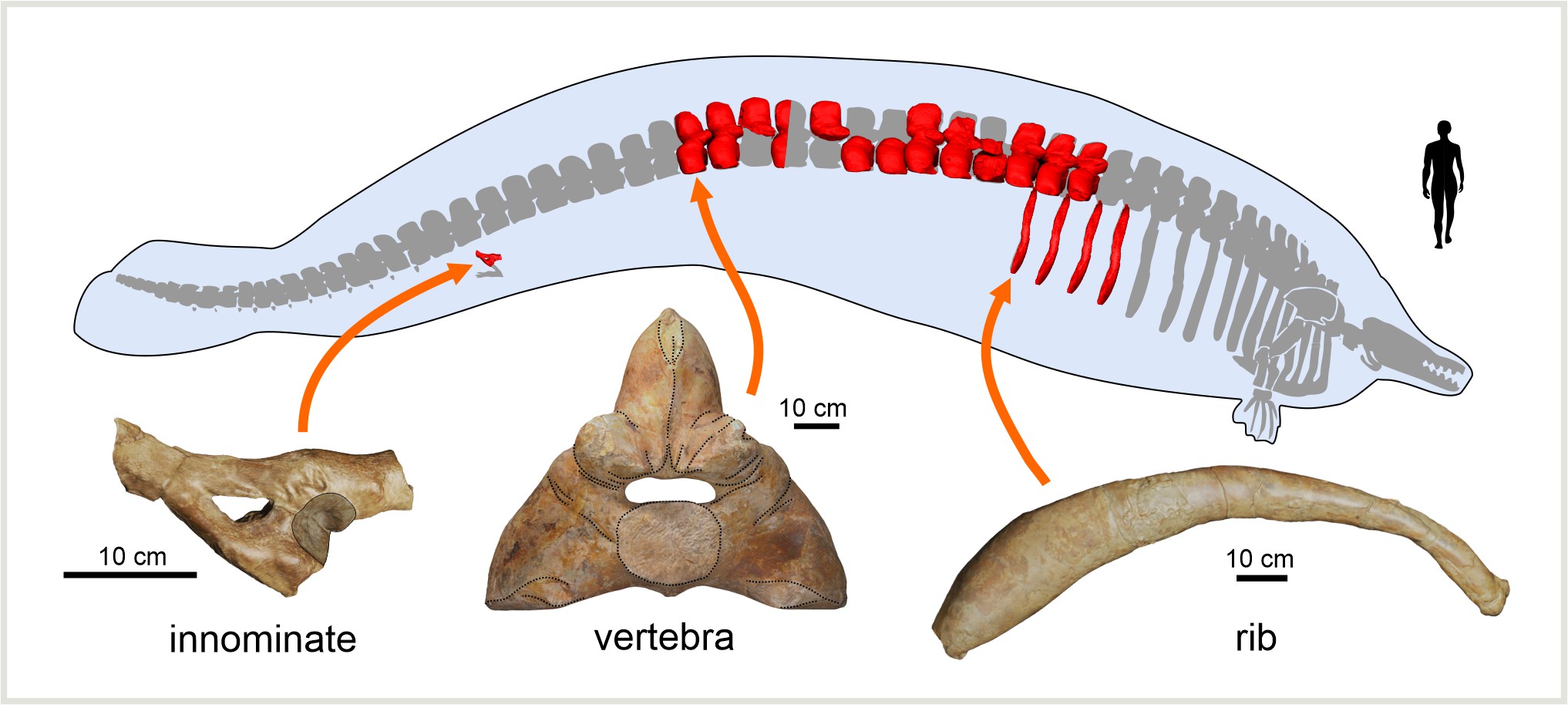 The preserved bones of Perucetus colossus