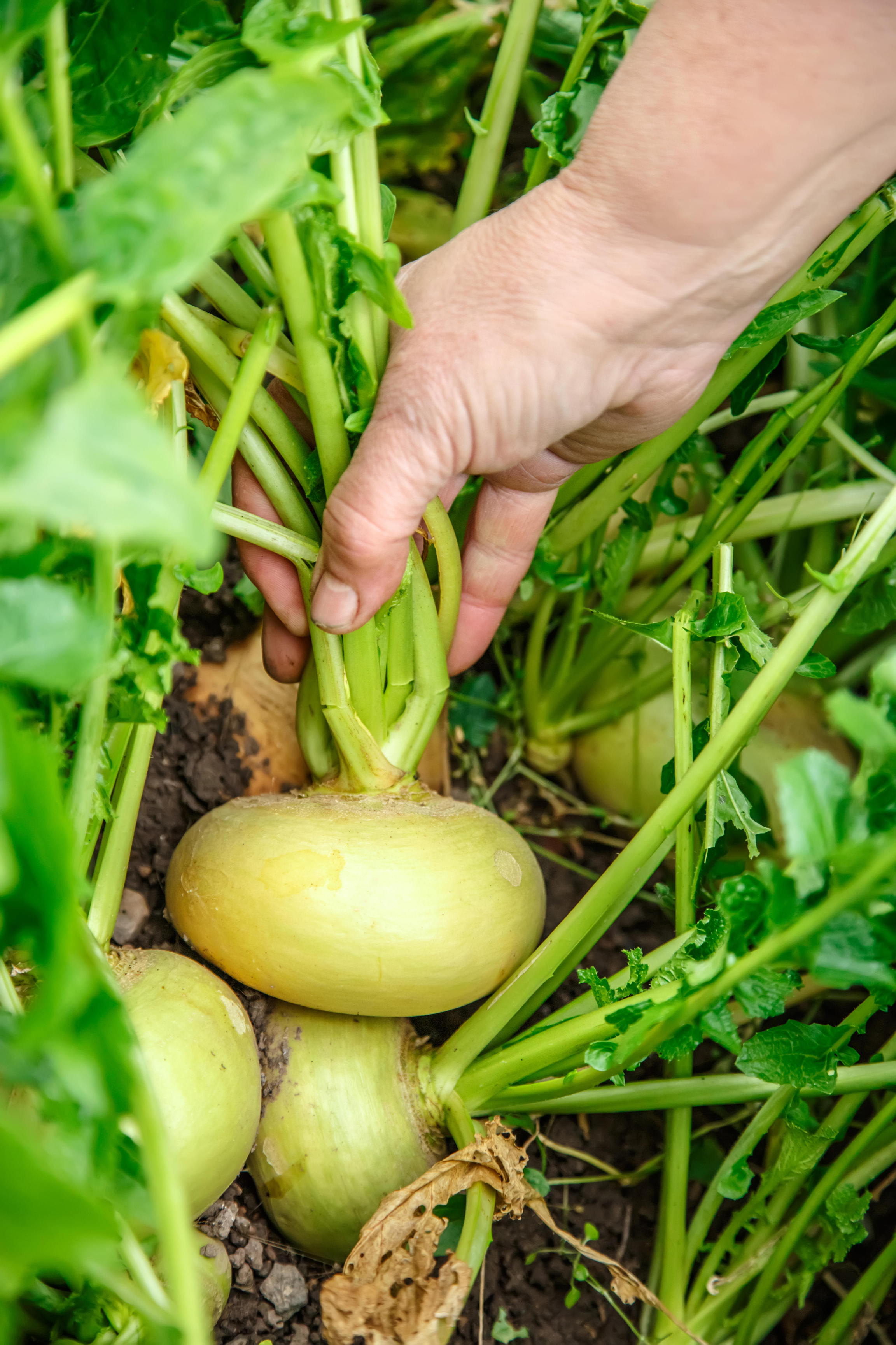 Turnips (Alamy/PA)