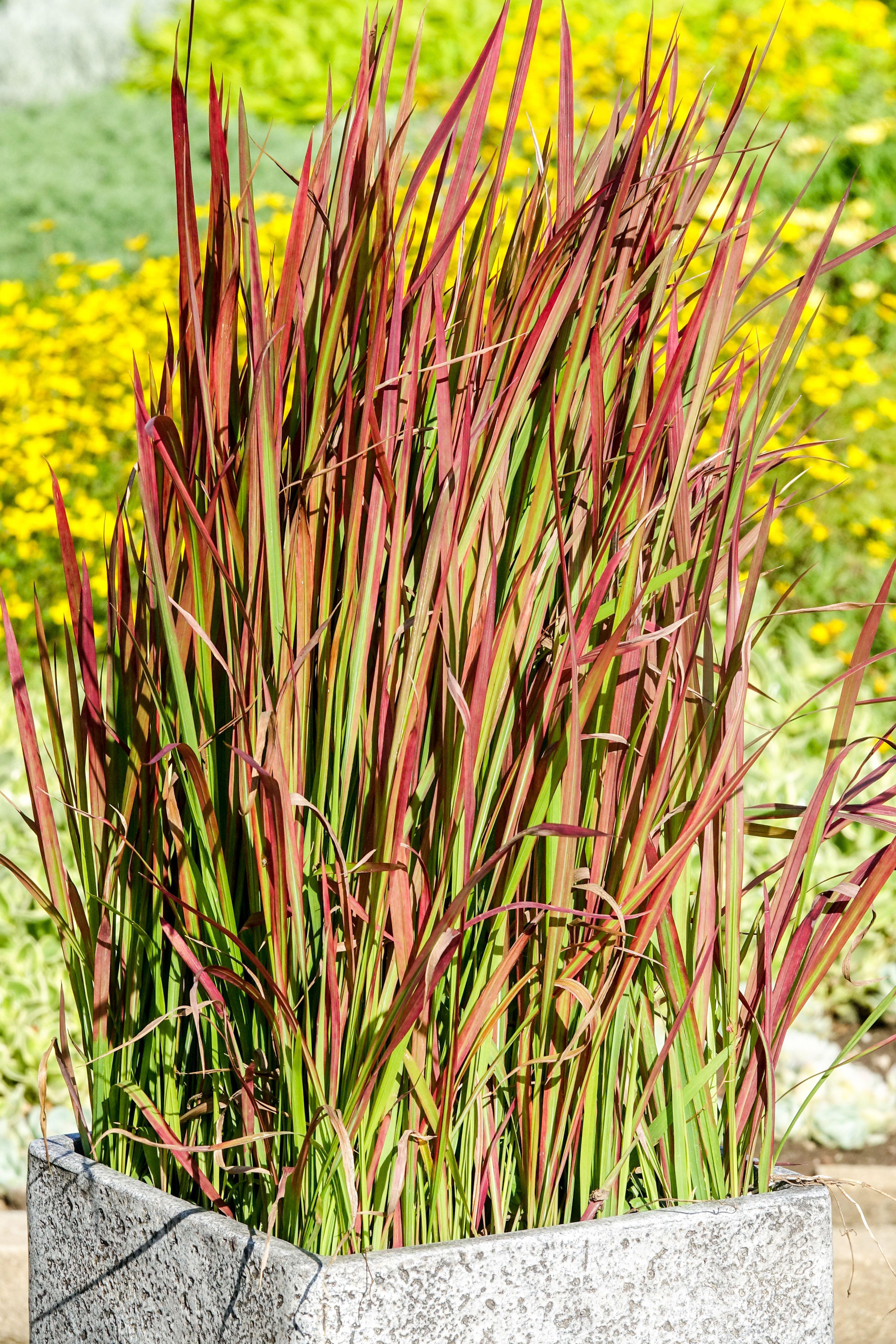 Japanese blood grass in a pot (Alamy/PA)