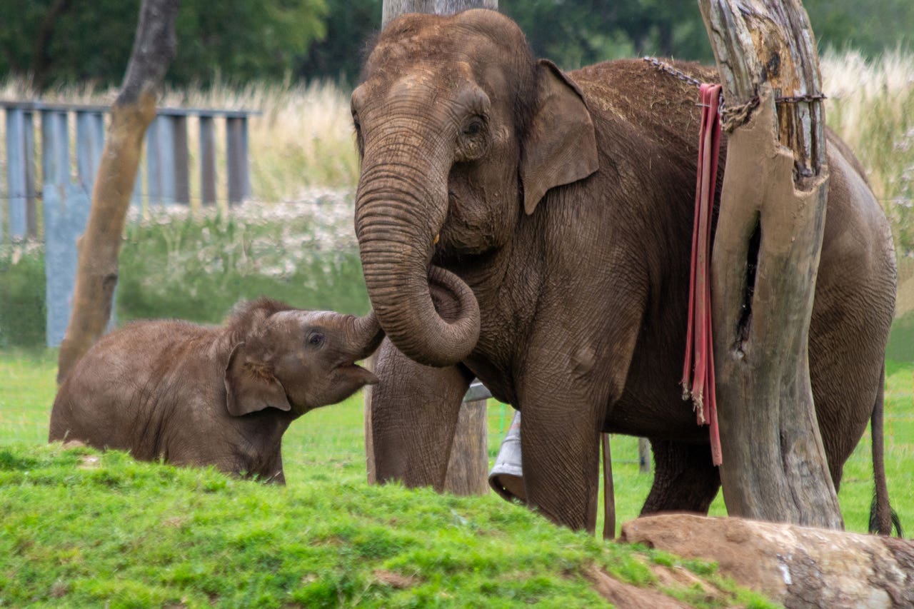 Zoo’s nightvision footage of Asian elephants ‘vital to protect species