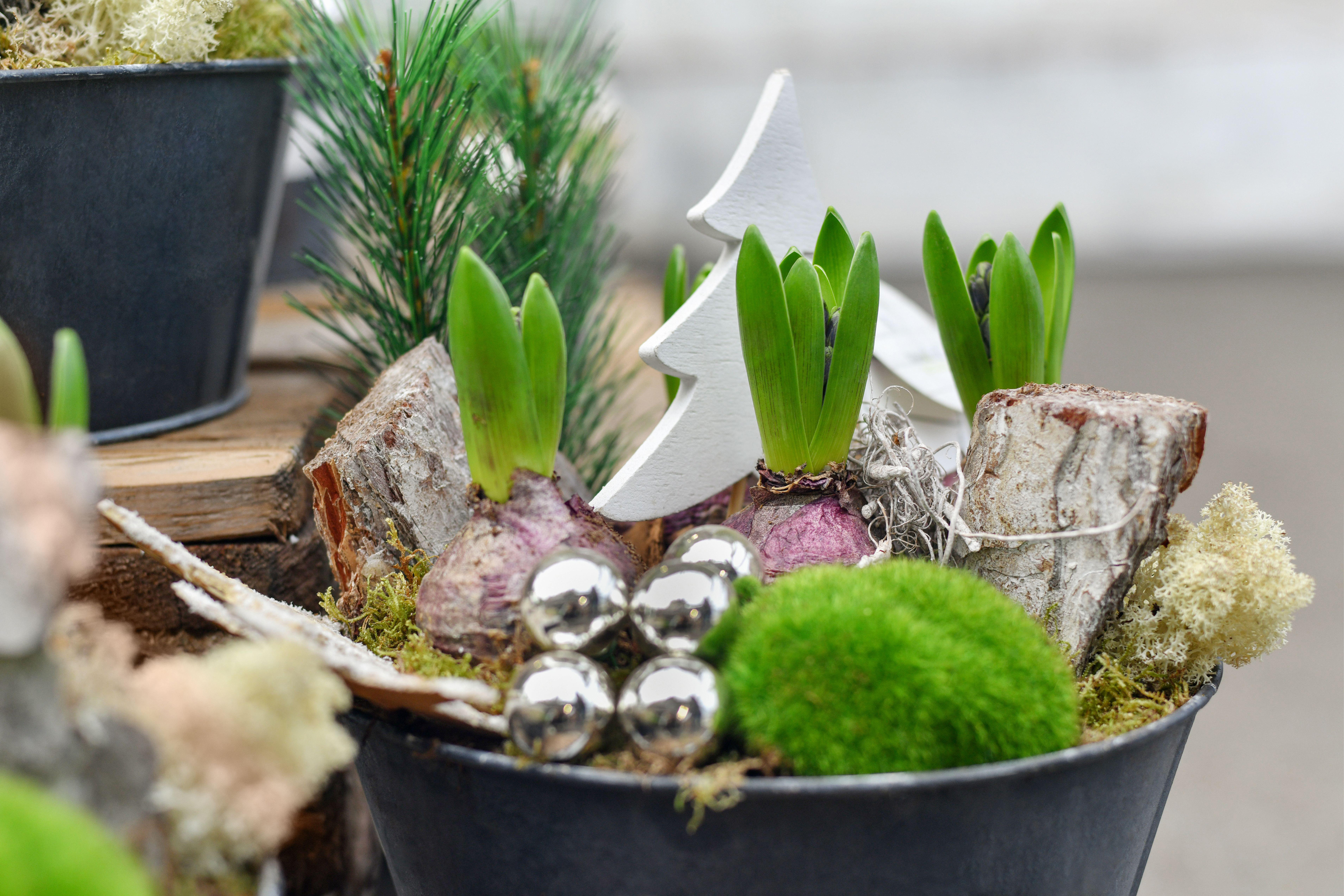 Festive decoration with hyacinth bulbs (Alamy/PA)