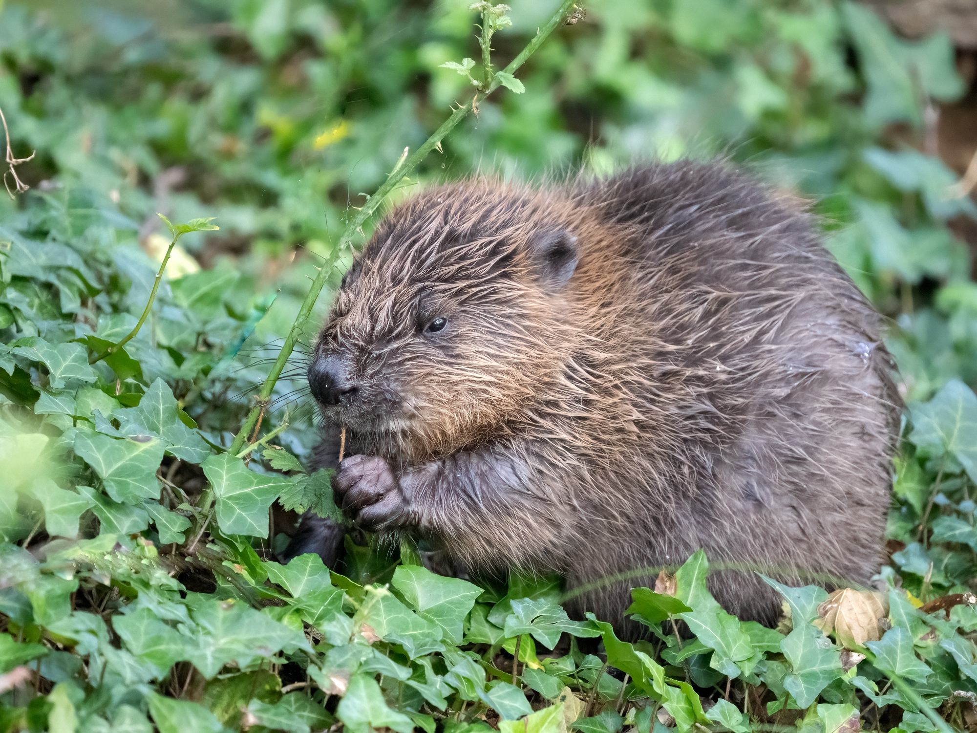 The beaver kit has been named after England World Cup goalkeeper Mary Earps (Barry Edwards/National Trust/PA)
