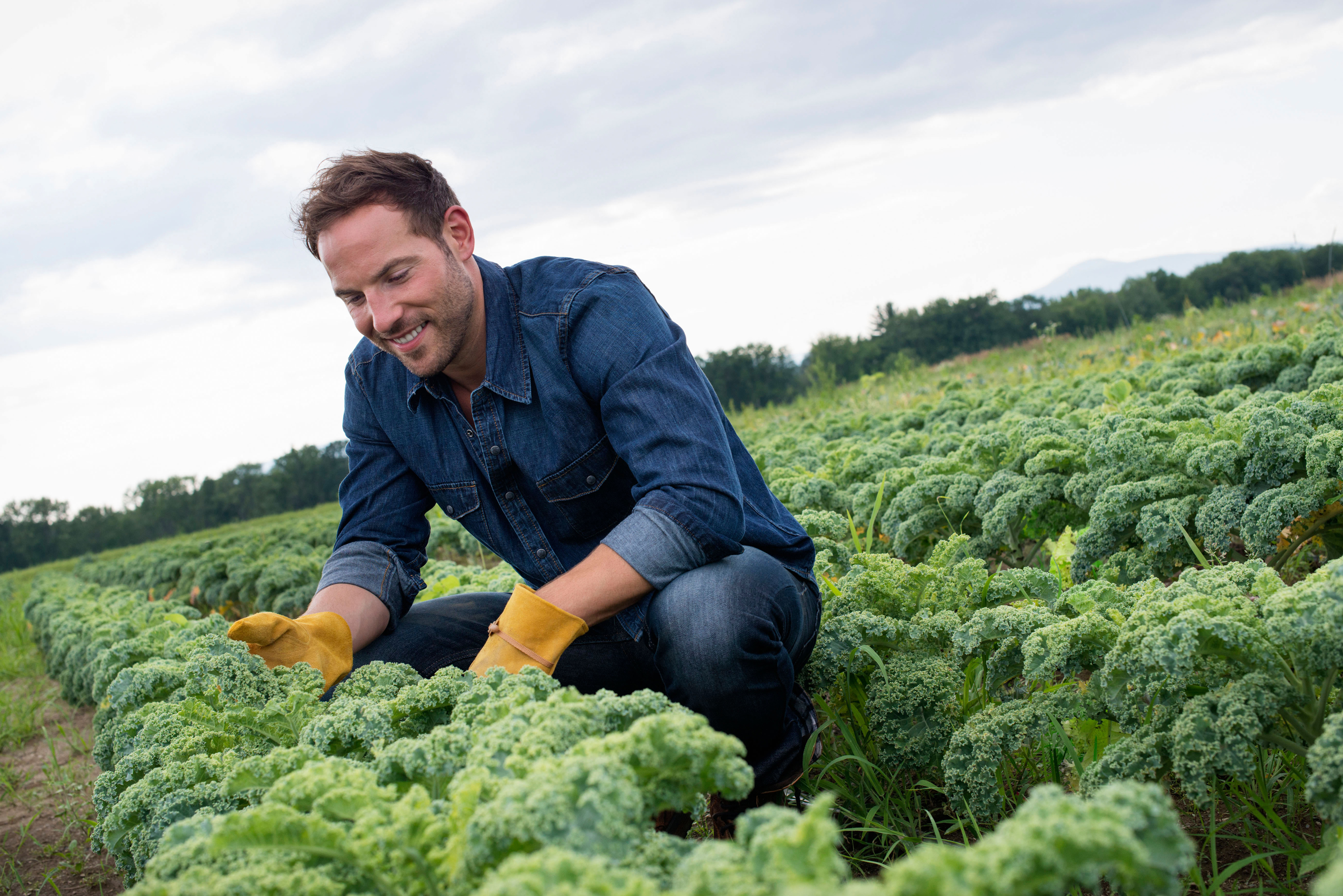 man inspecting rows of curly green vegetable plants growing on an organic farm