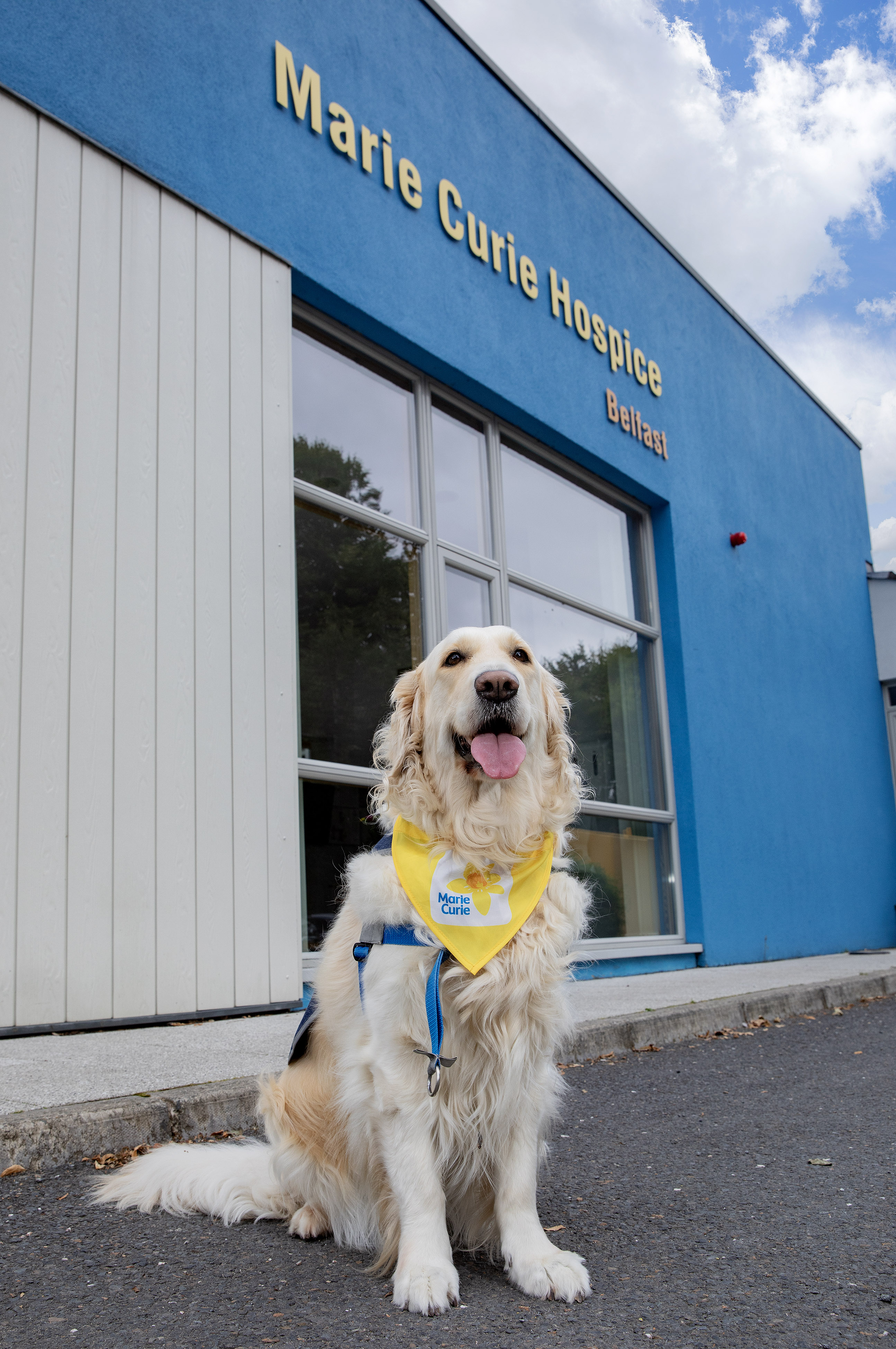Sandi brings comfort to patients and staff at Marie Curie’s Belfast hospice. (Phil Smyth/Marie Curie handout)