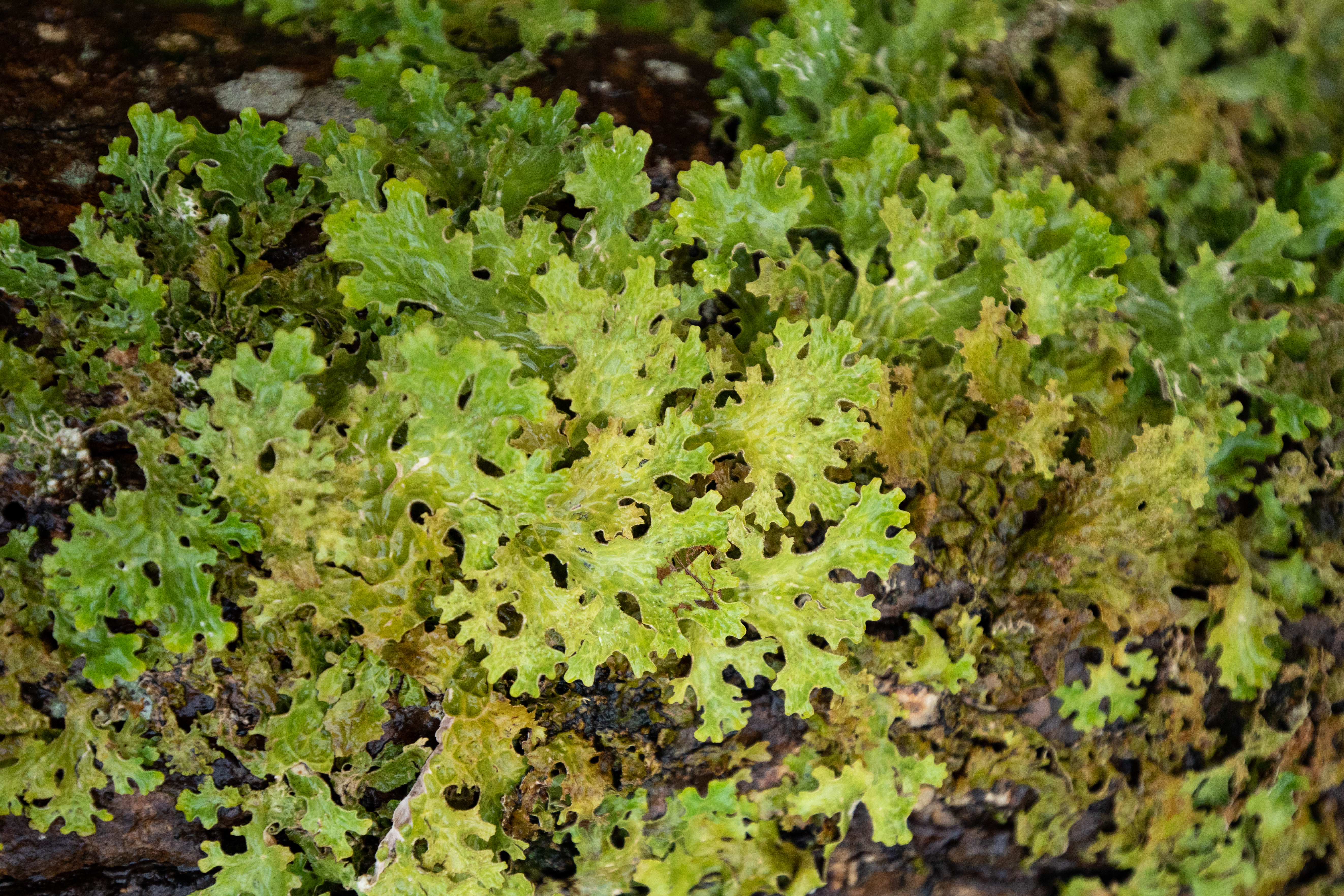 Tree lungwort