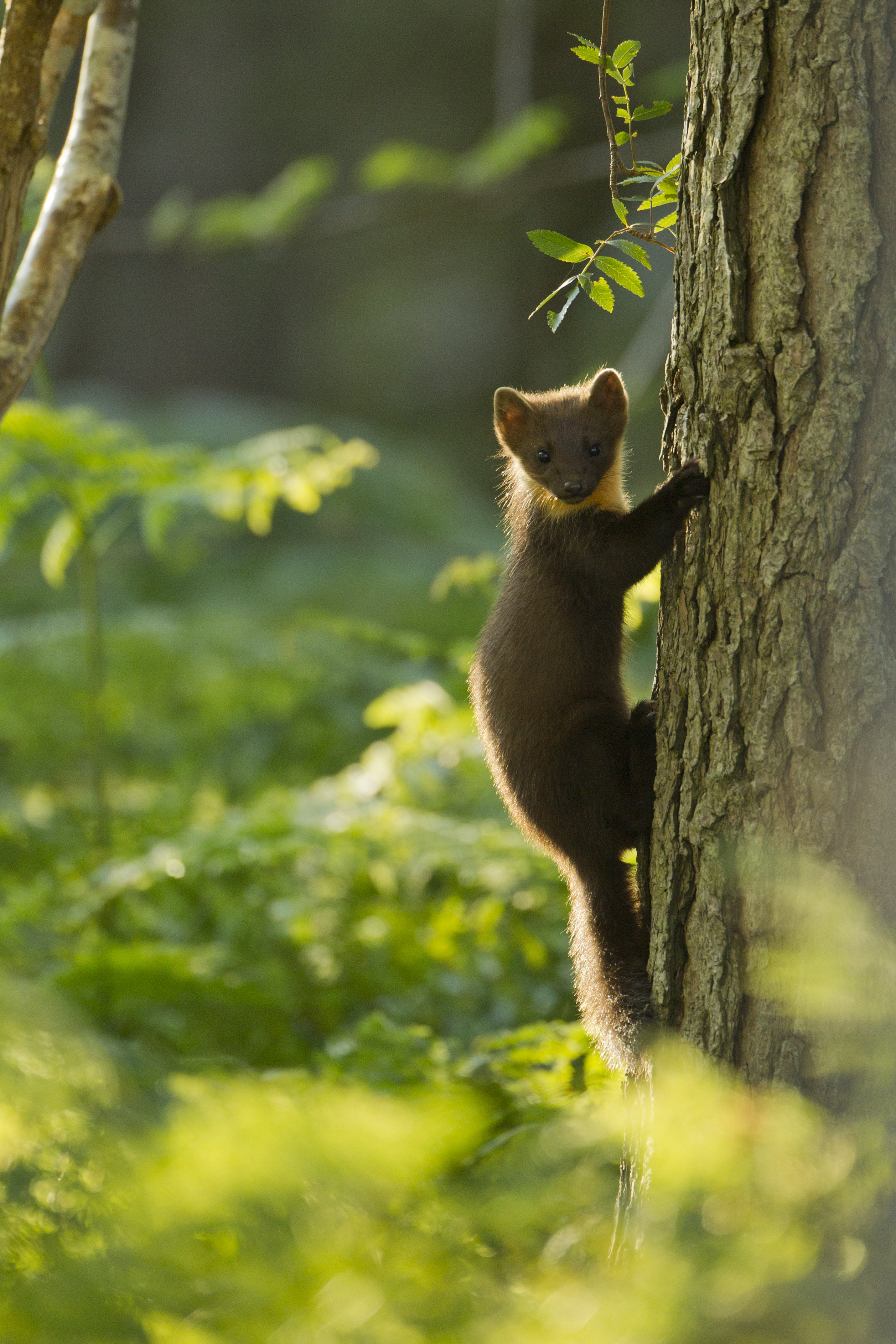 Pine marten on tree