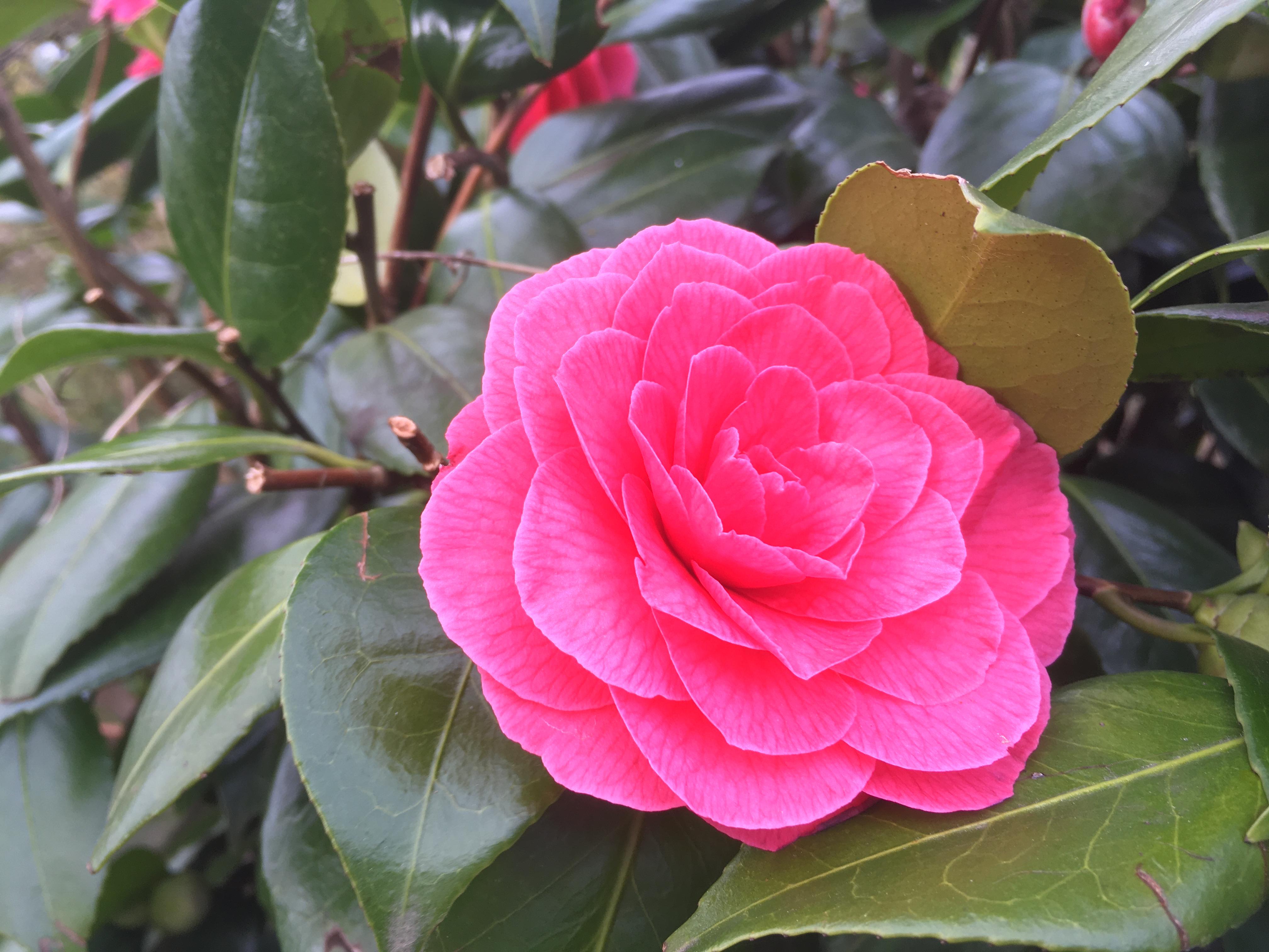 A camellia flower (Alamy/PA)