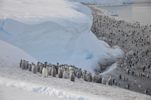 Antarctic sea ice loss causes unprecedented emperor penguin breeding ...