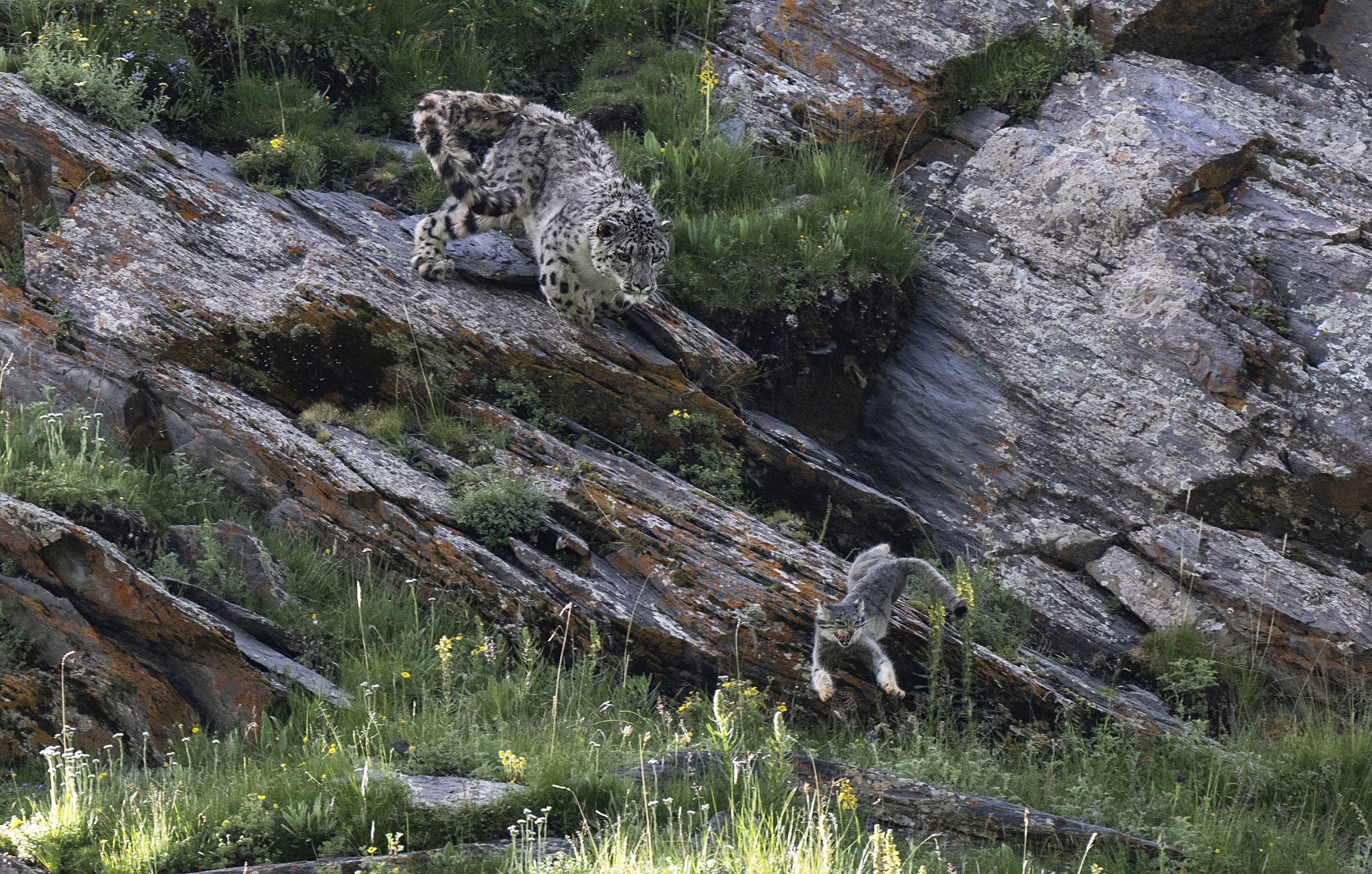Snow leopard hunting Pallas's cat