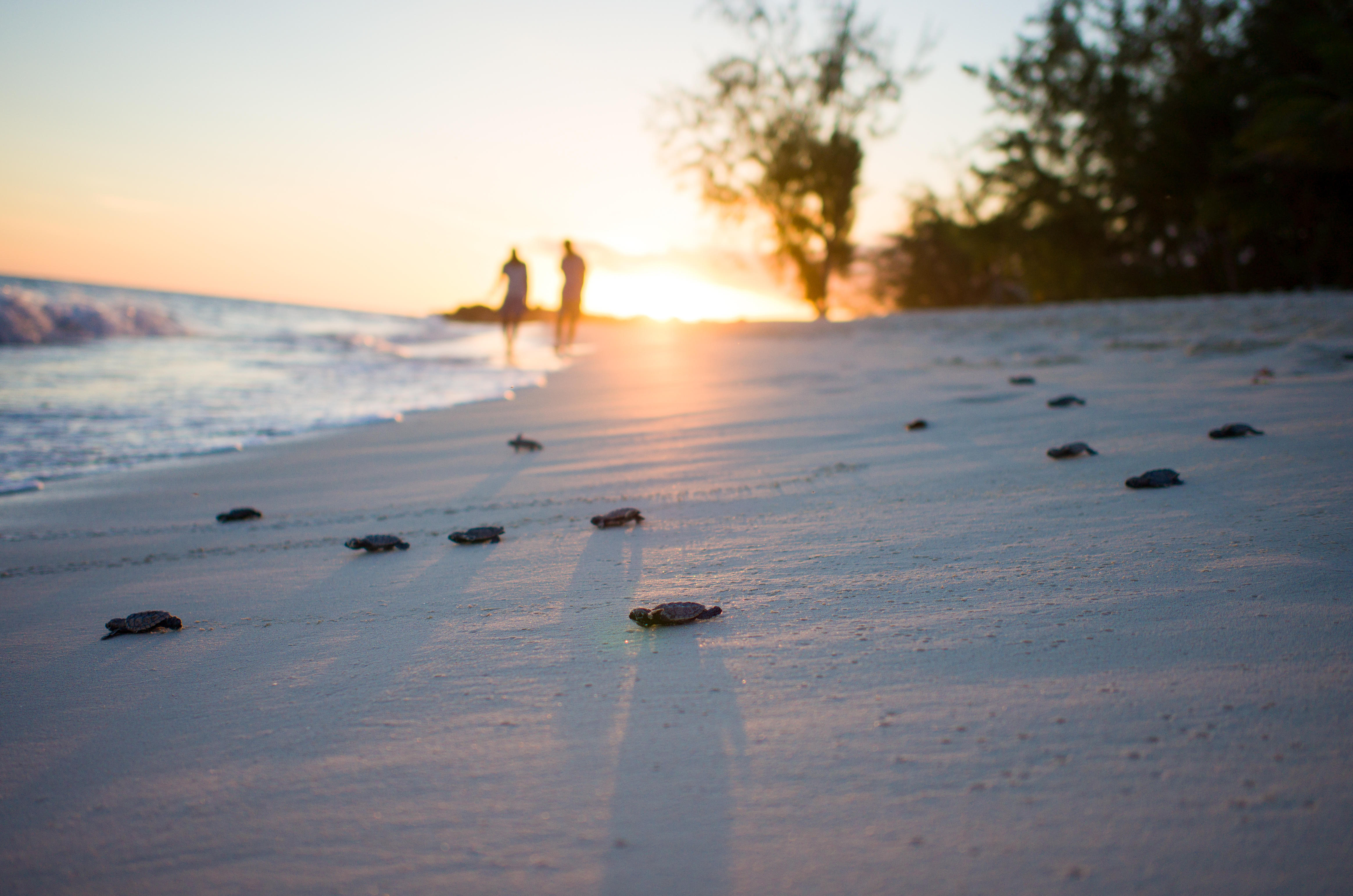 Hatching turtles on the beach at sunset, Barbados (Alamy/PA)