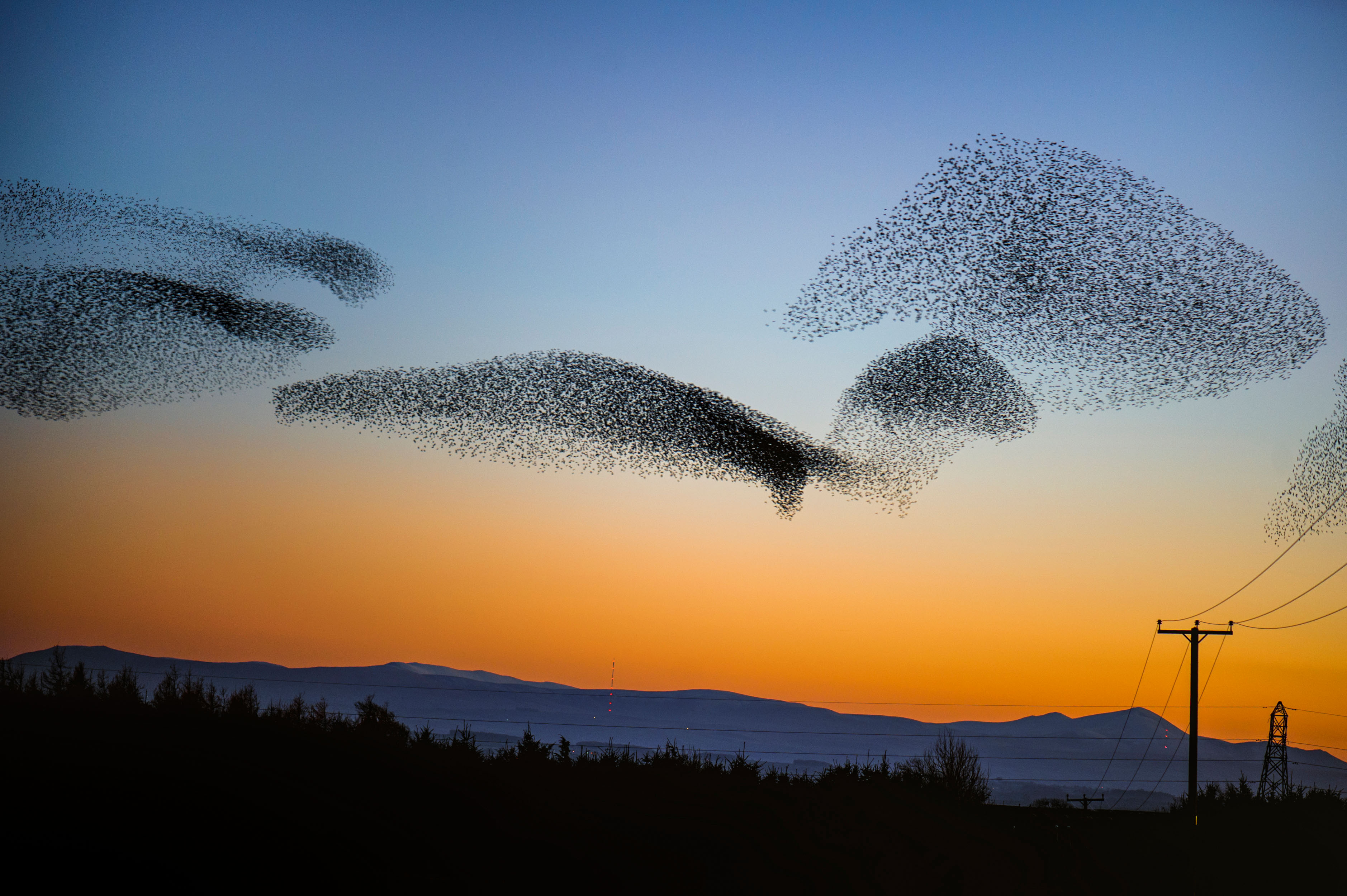 A murmuration of starlings in Scotland (Alamy/PA)