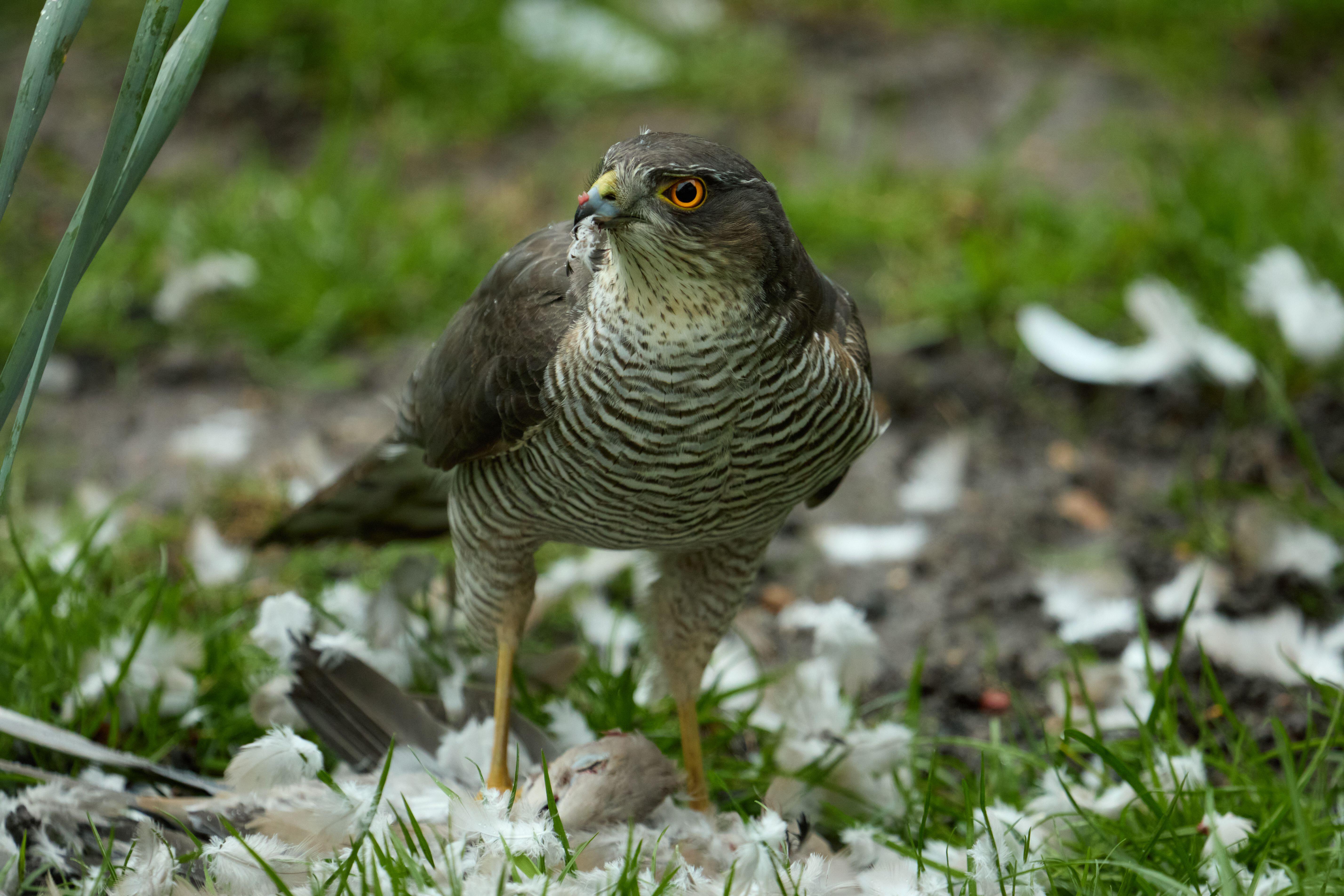 Sparrowhawk (Alamy/PA)