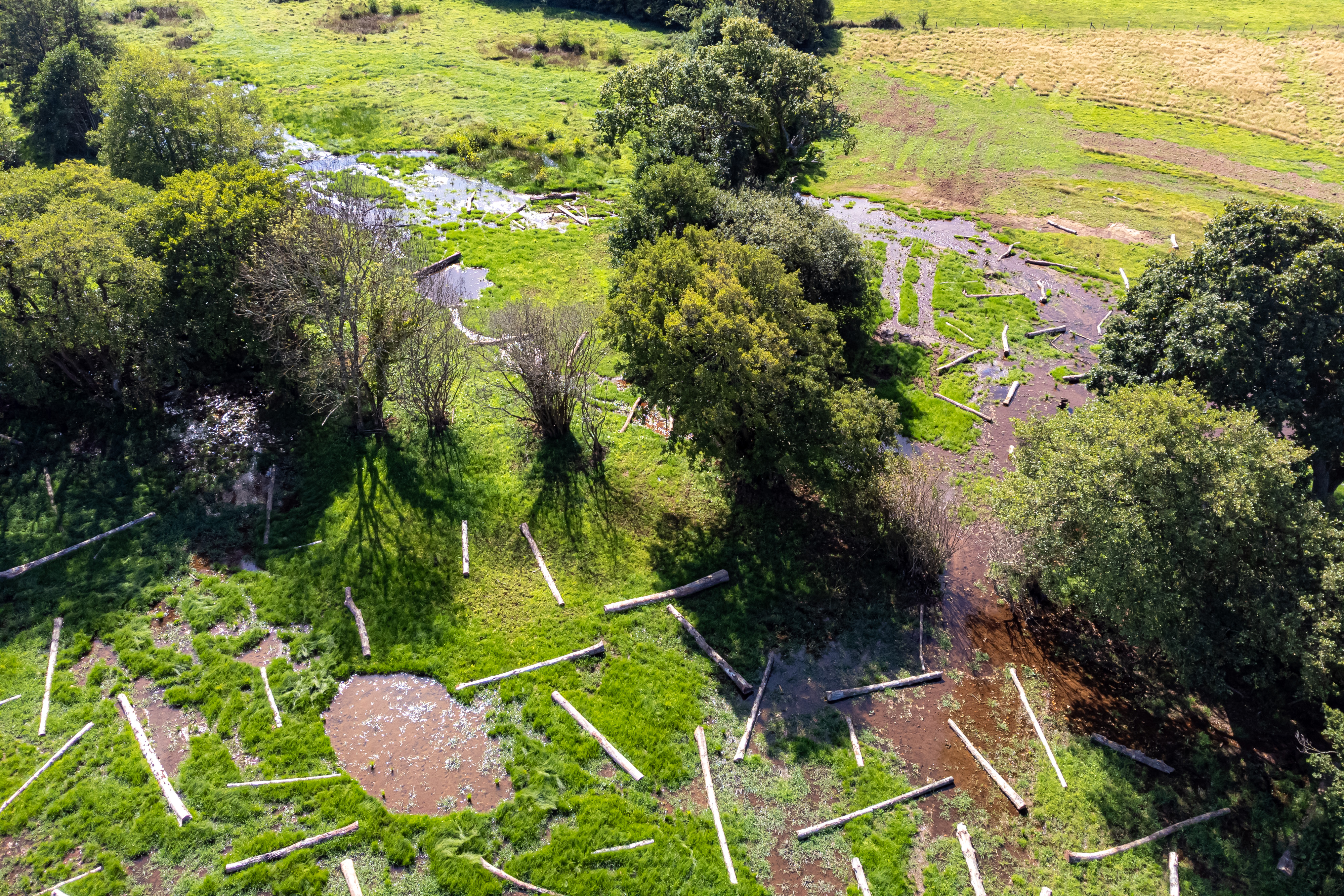 Hundreds of logs placed on the newly reconnected flood plain at the River Aller 