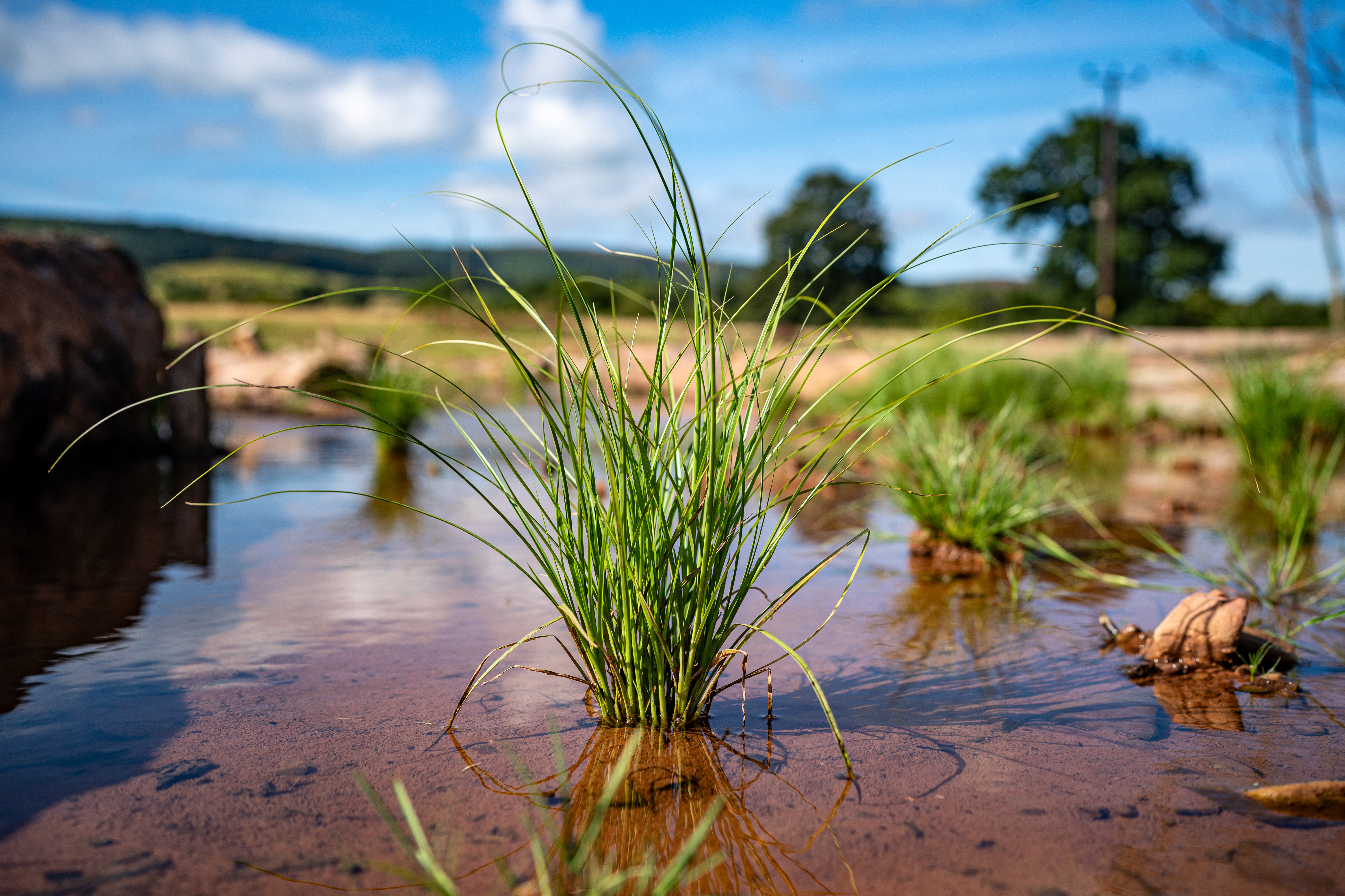 Plants on the River Aller