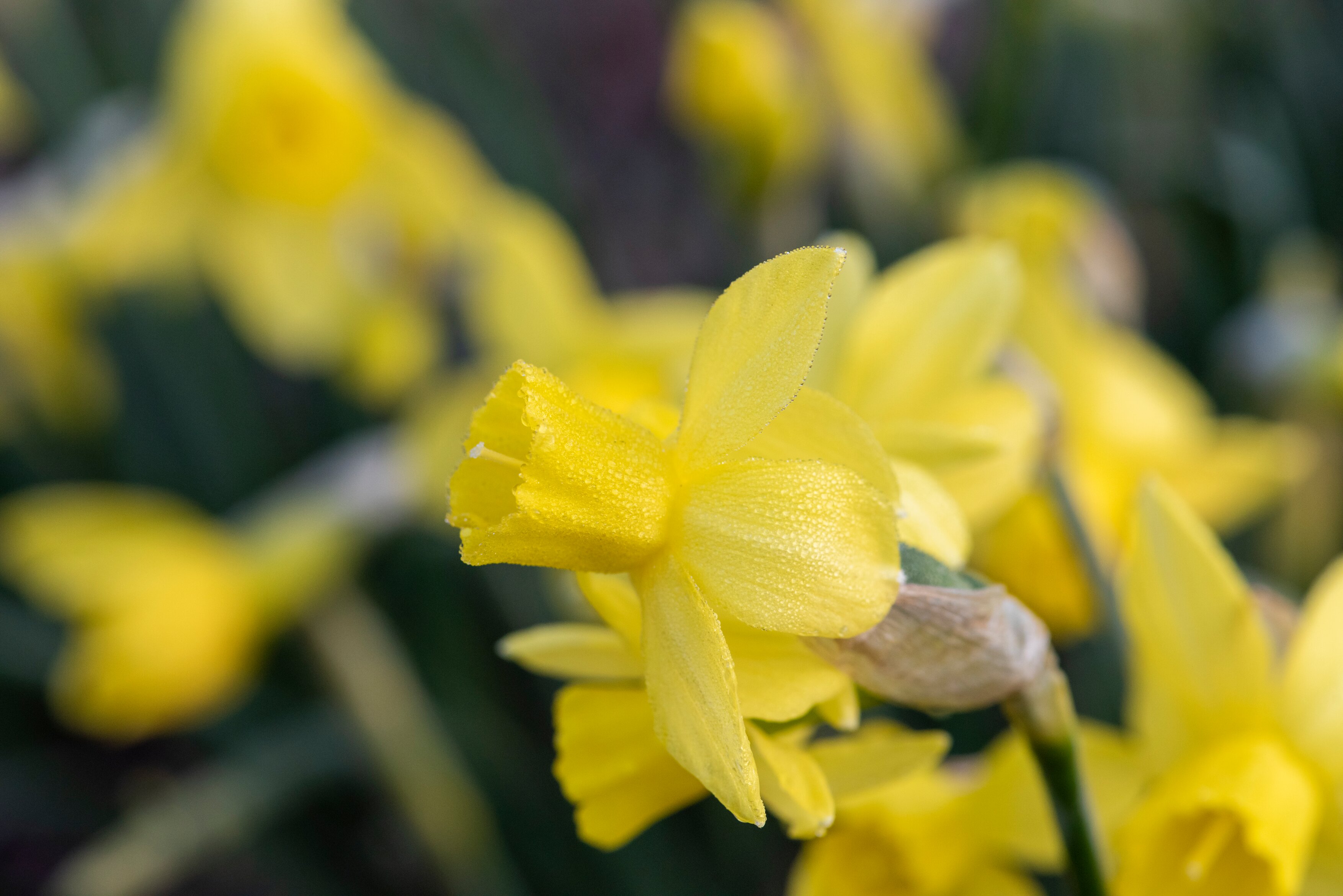 Narcissus 'Yellow Sailboat' (Nicola Stocken/RHS/PA)