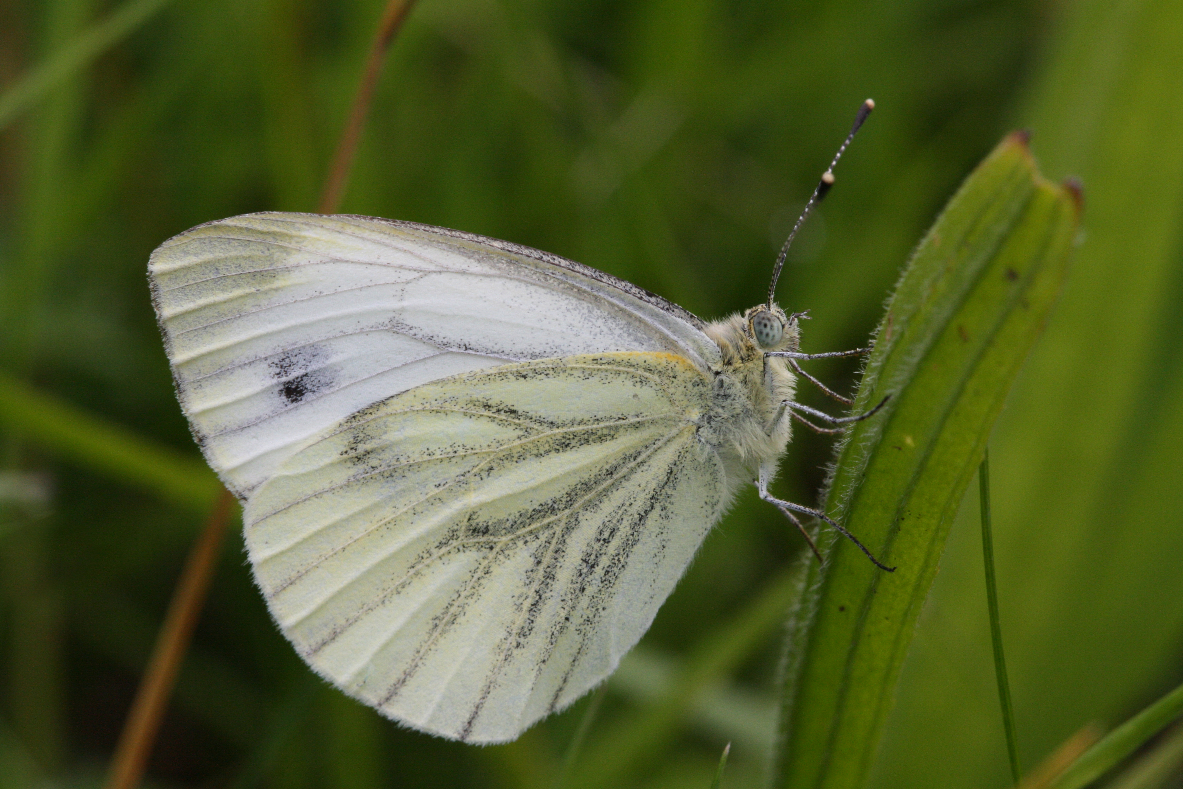 Green-veined white