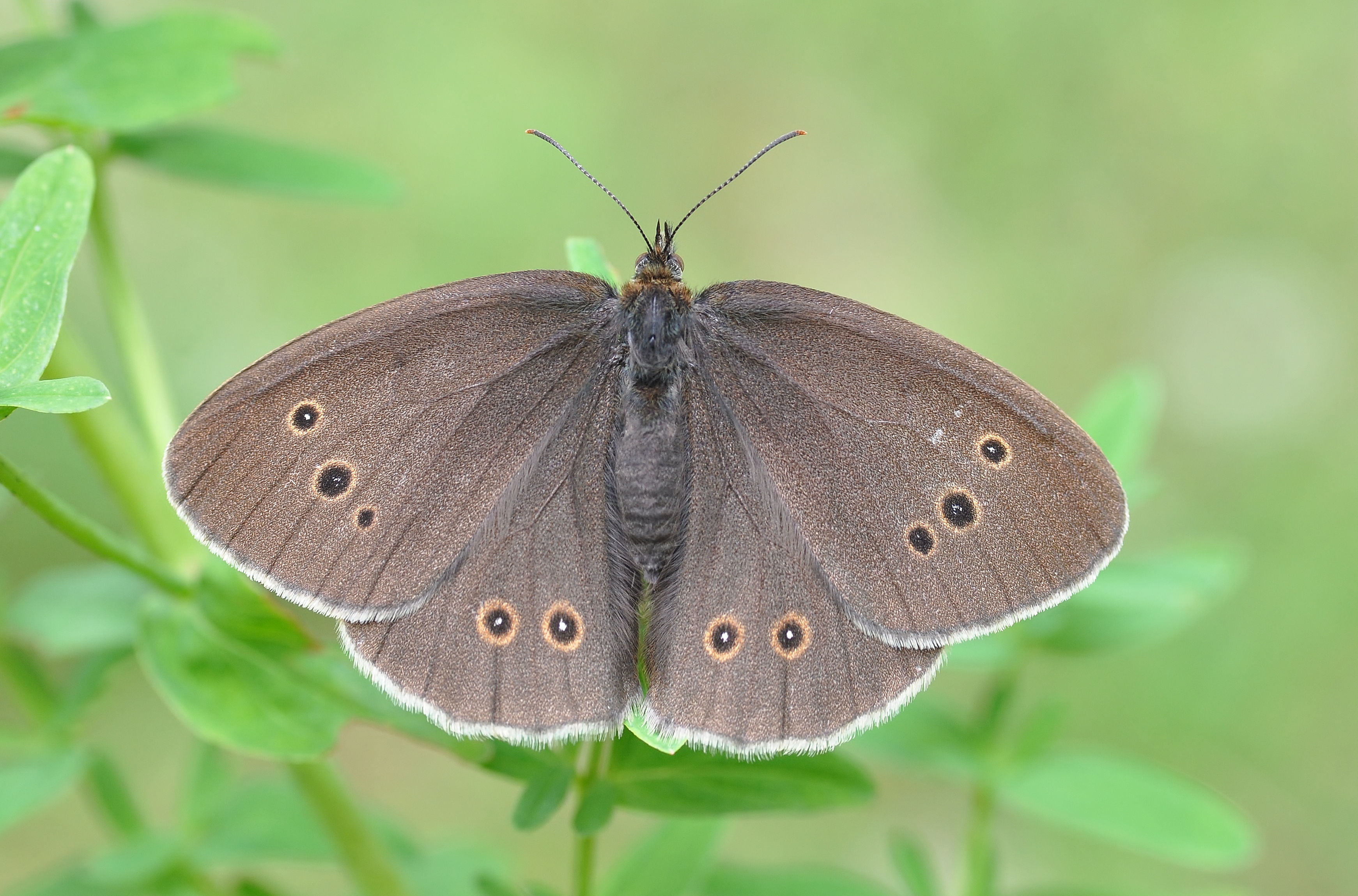 Ringlet