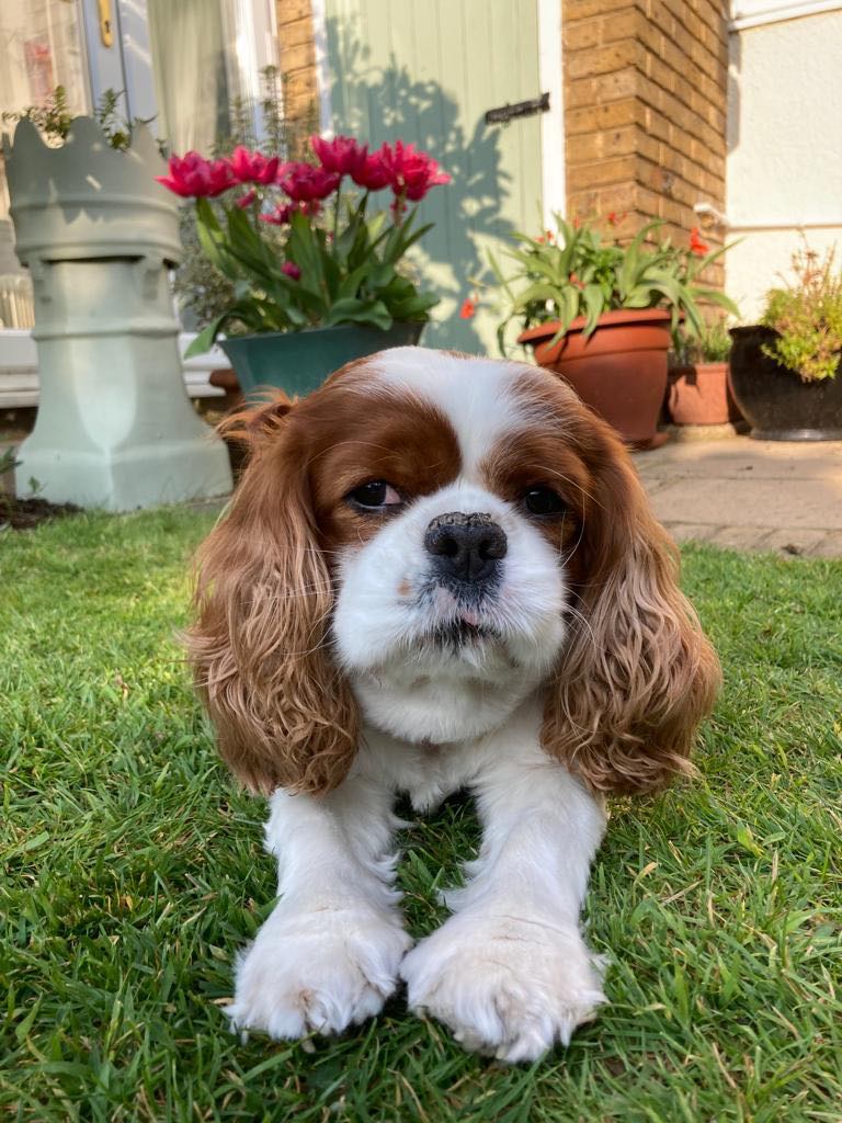 King Charles cavalier looks into the camera