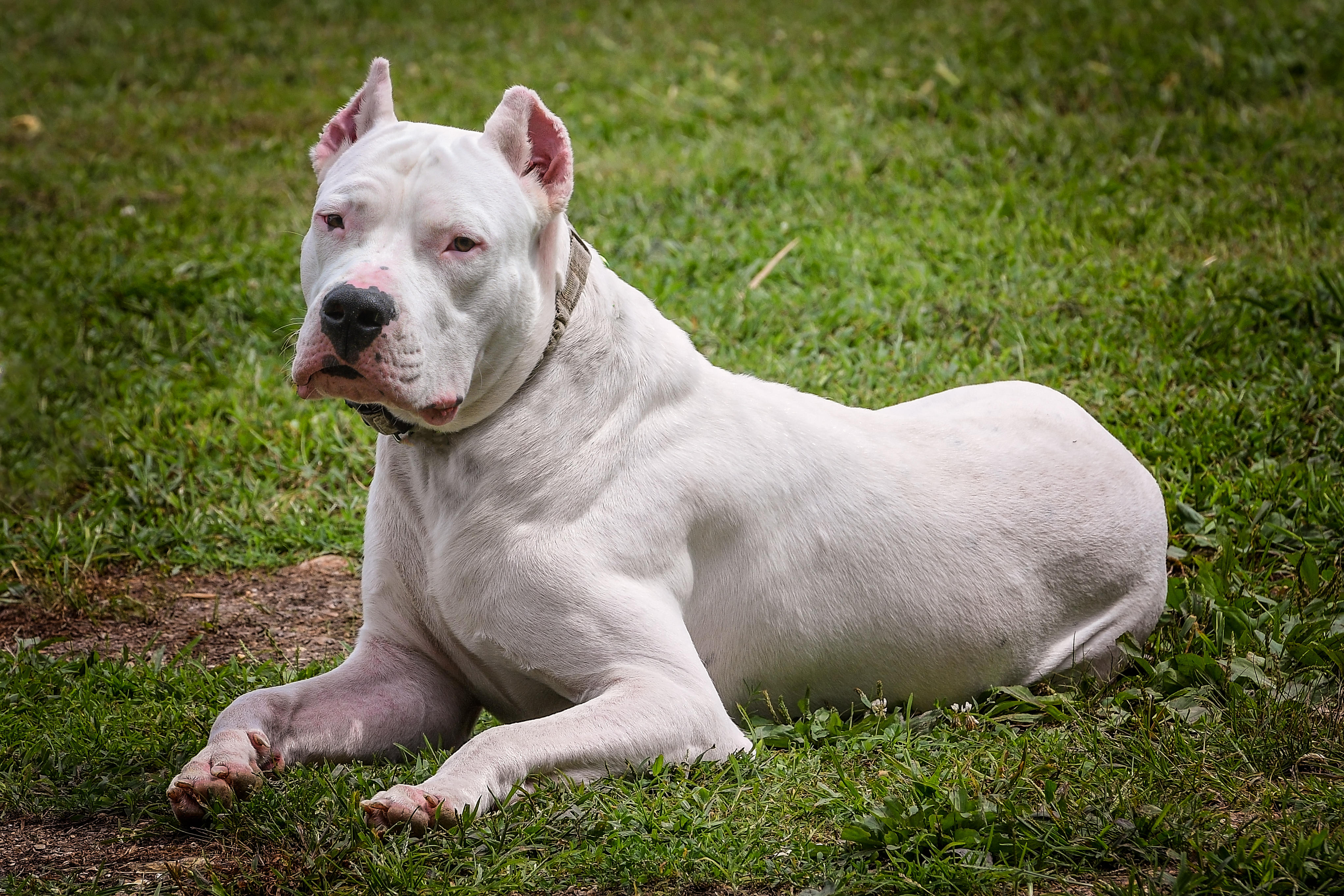 Large white dogo Argentino laying down
