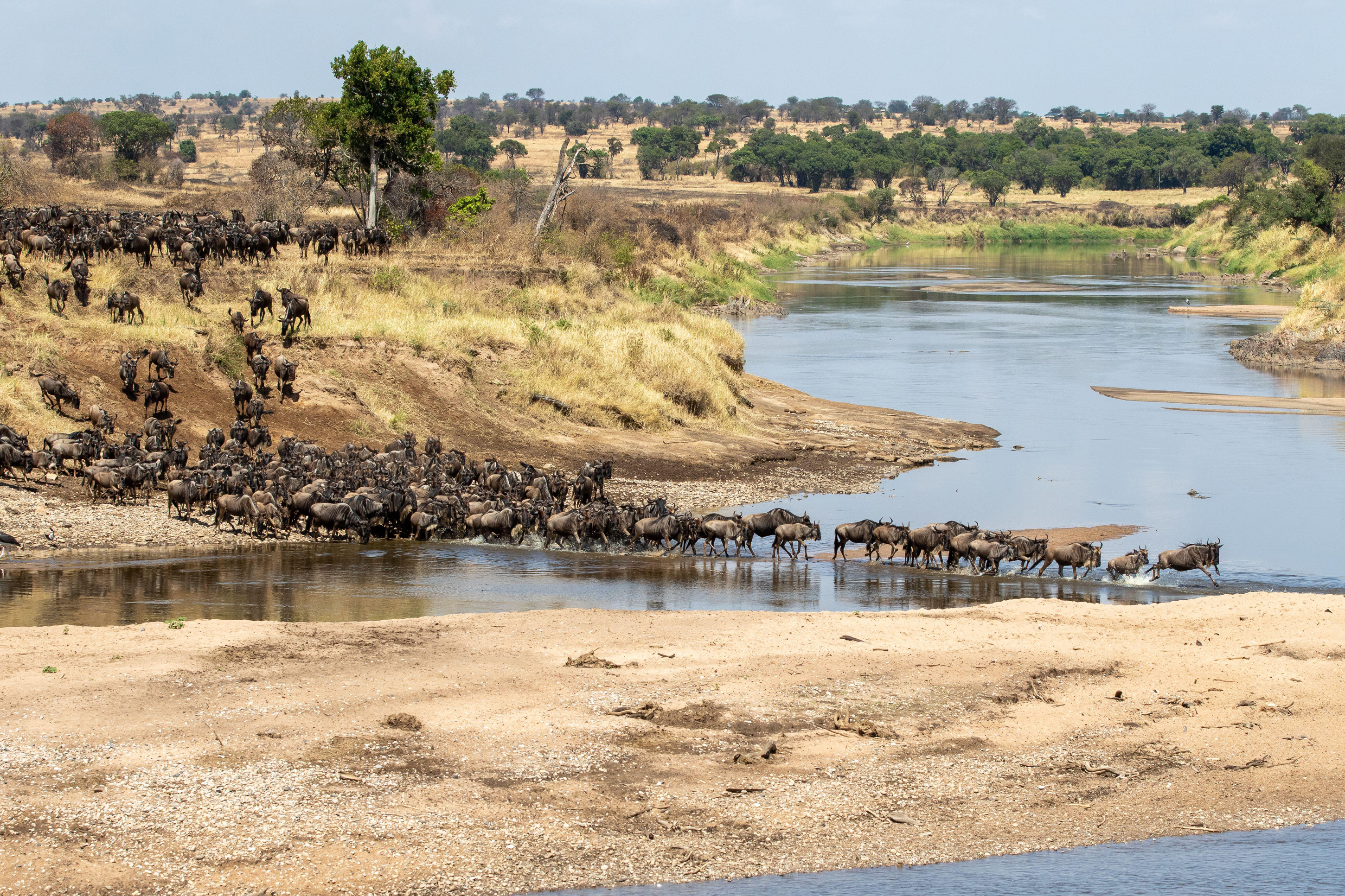 A herd of wildebeest crossing the Mara River in Northern Serengeti, Tanzania (Alamy/PA)