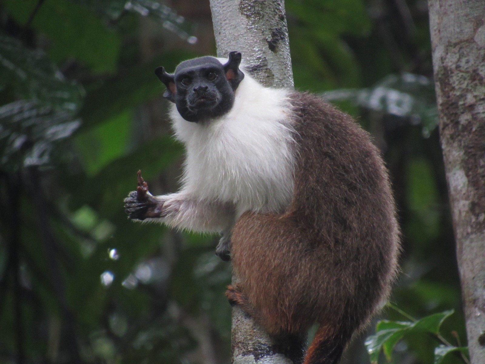 A pied tamarin monkey, as research suggests the animals increasingly use scent markings where human noise drowns out their calls. (Tainara Sobroza/ PA)