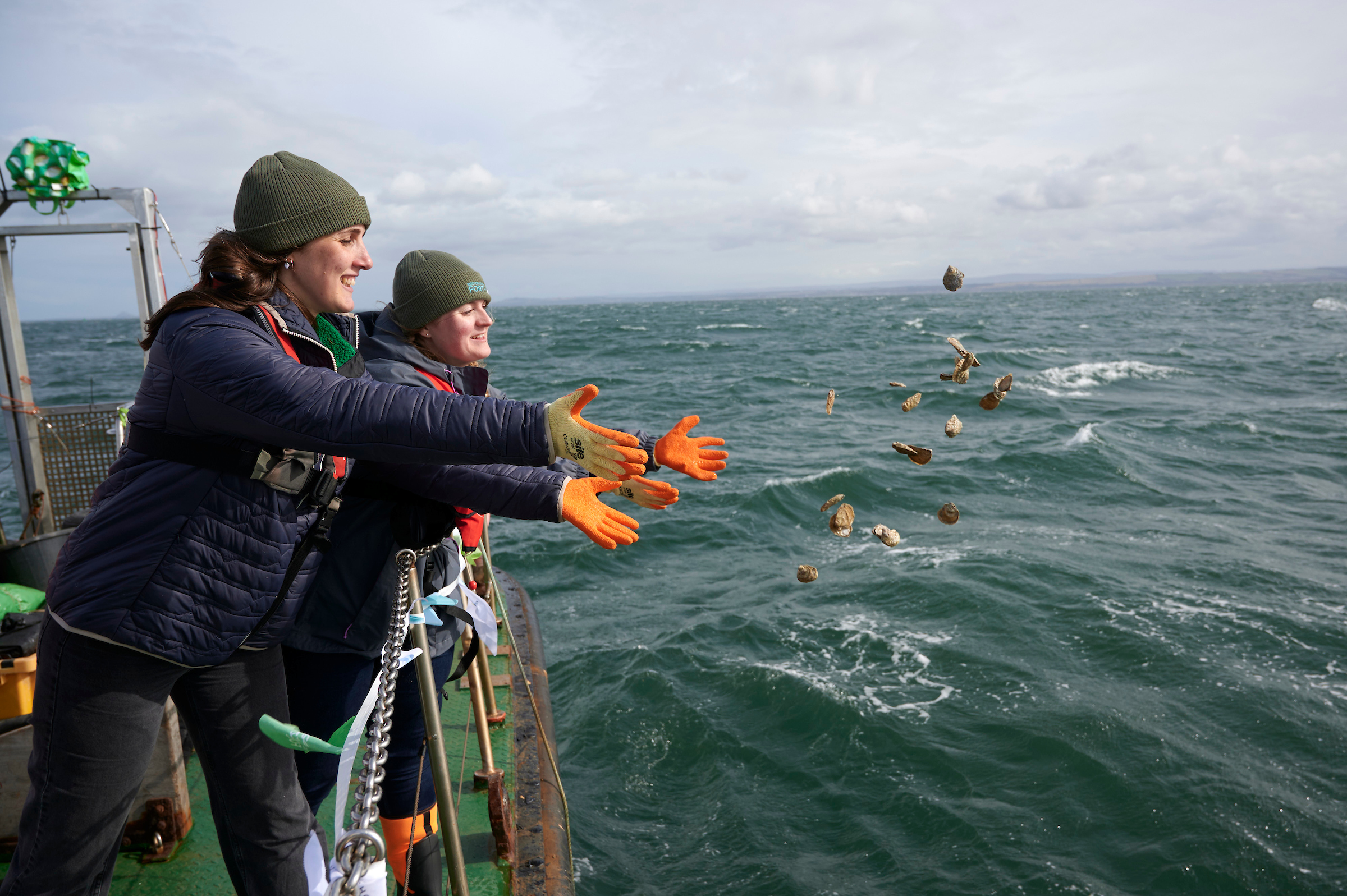 Native Oysters return to the Firth of Forth after 100 year absence.