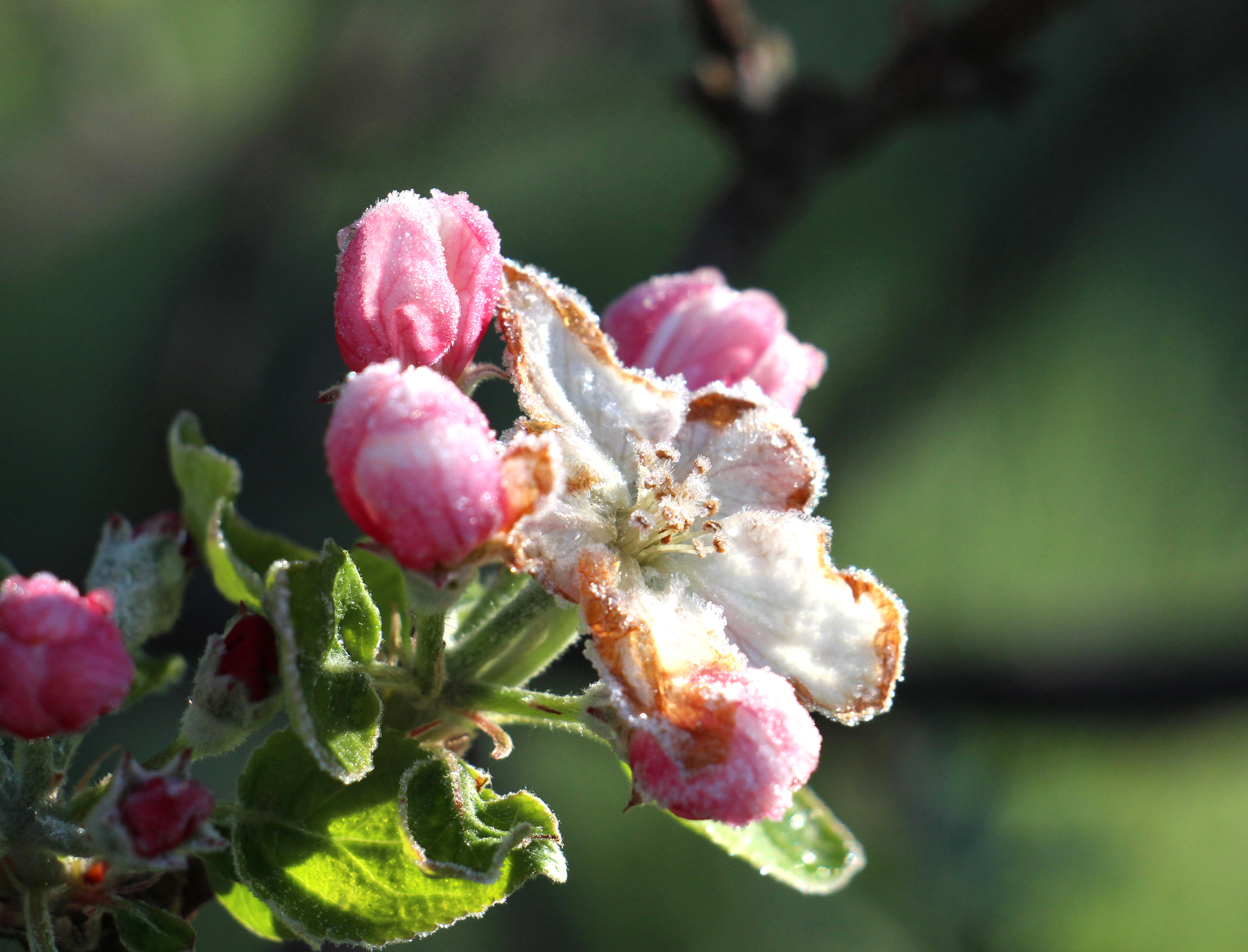 Frost on apple blossom (Alamy/PA)