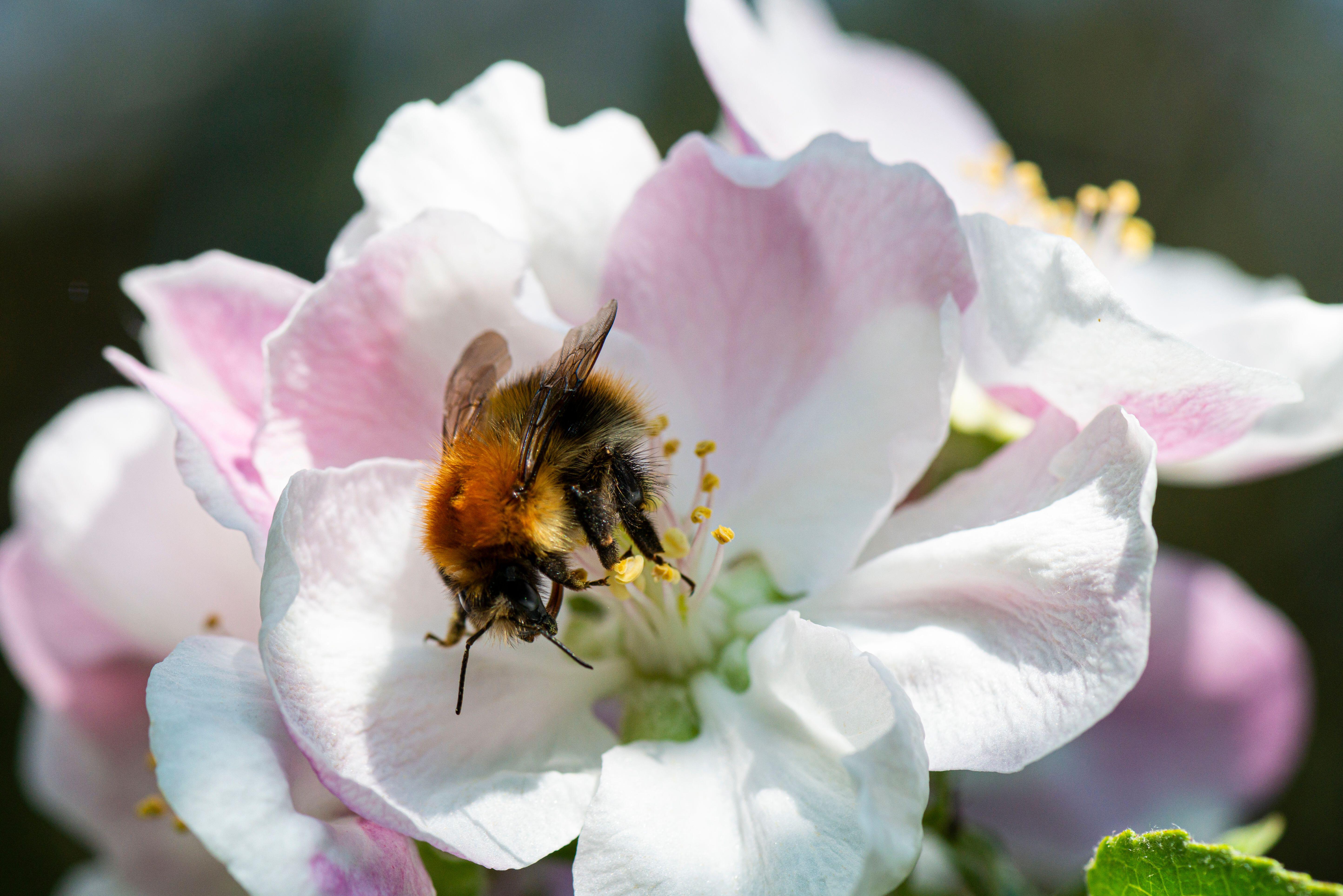A bee in apple blossom (Alamy/PA)