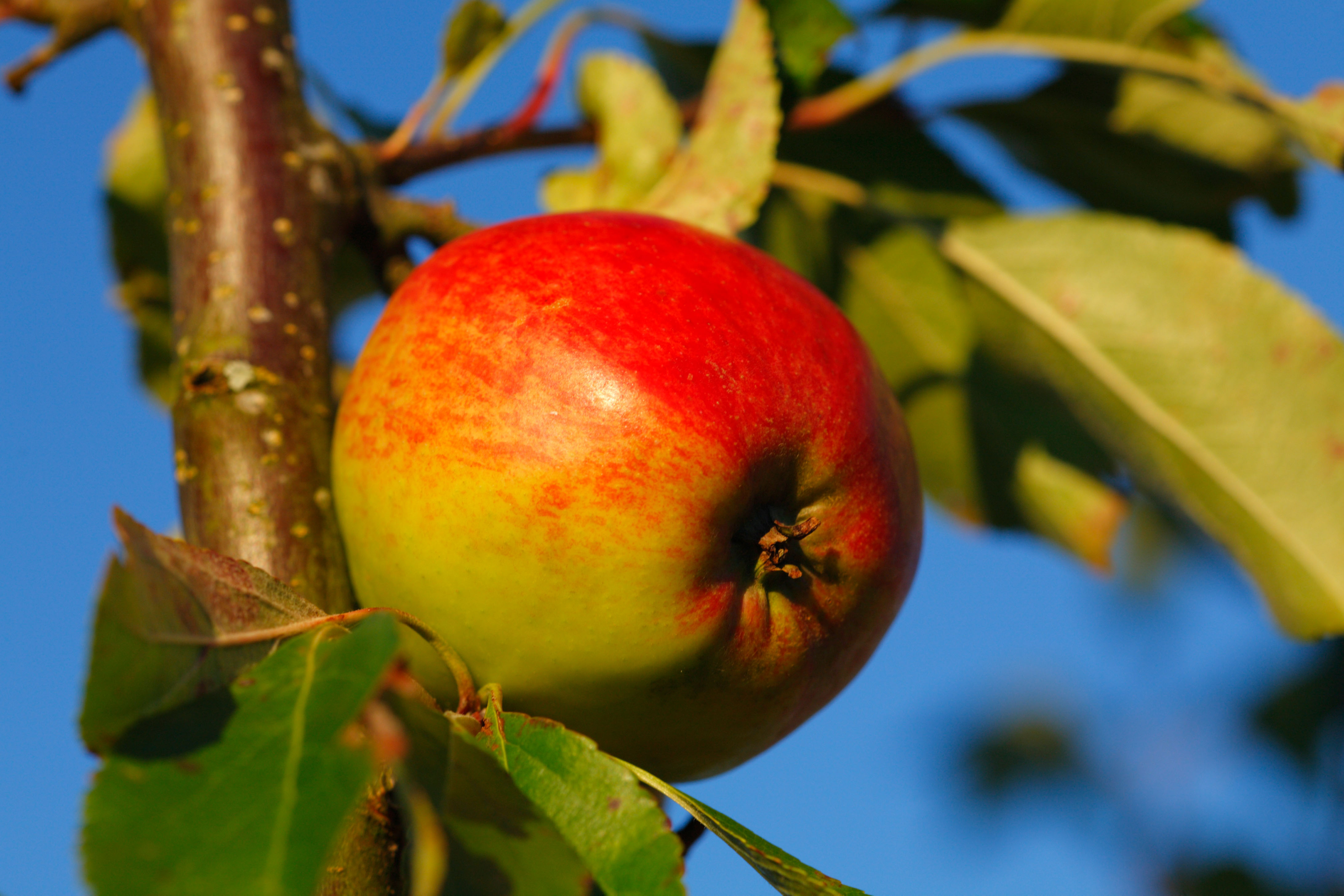 'Red Falstaff' apple (Alamy/PA)