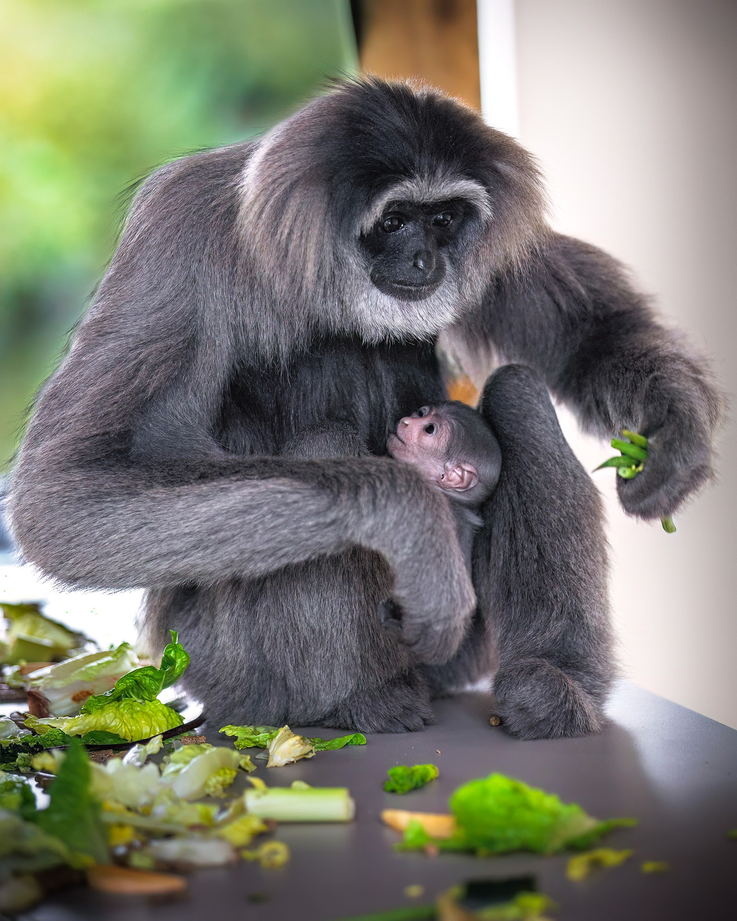 The baby silvery gibbon sitting in its mother's lap 