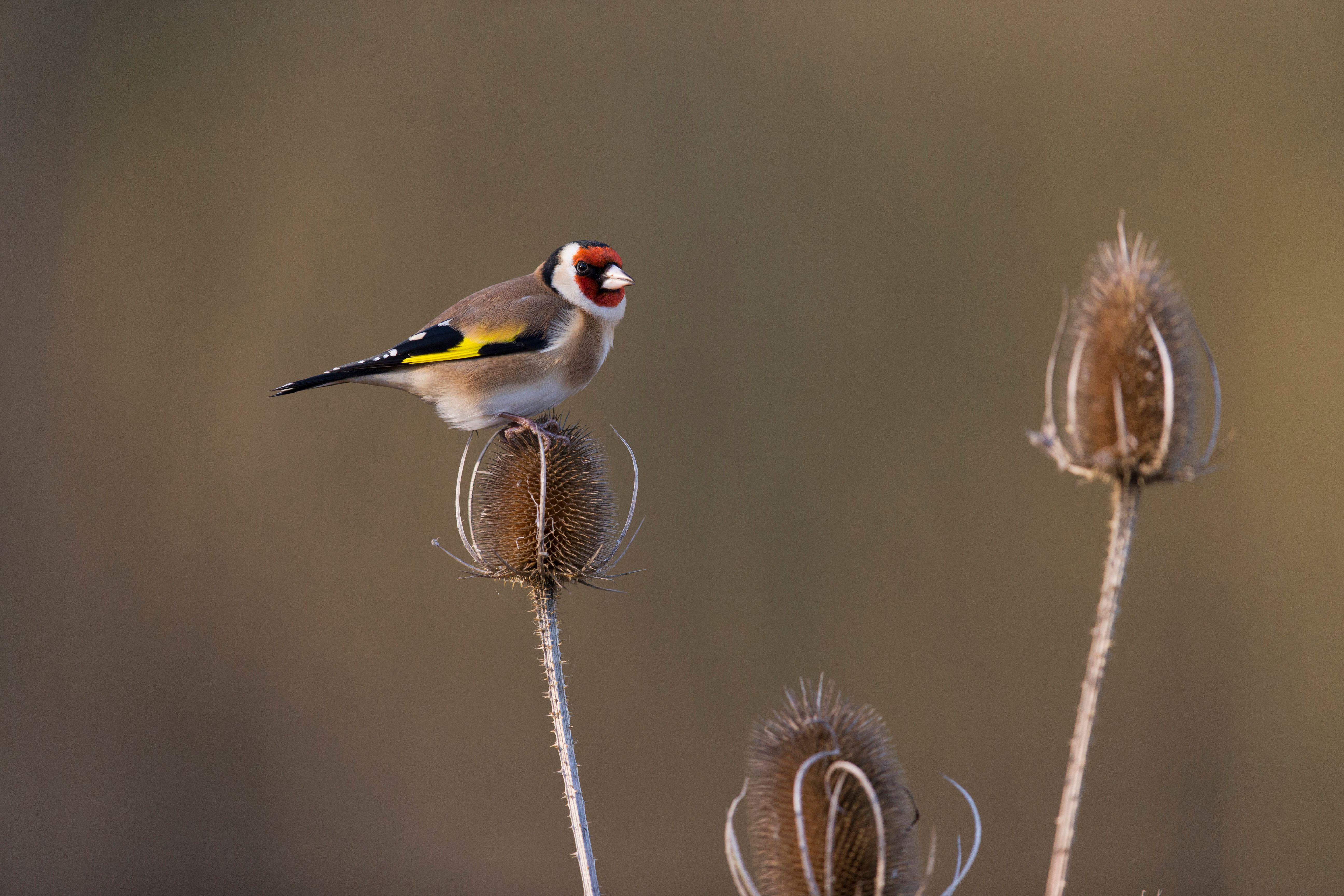 A goldfinch on a teasel seedhead (Alamy/PA)