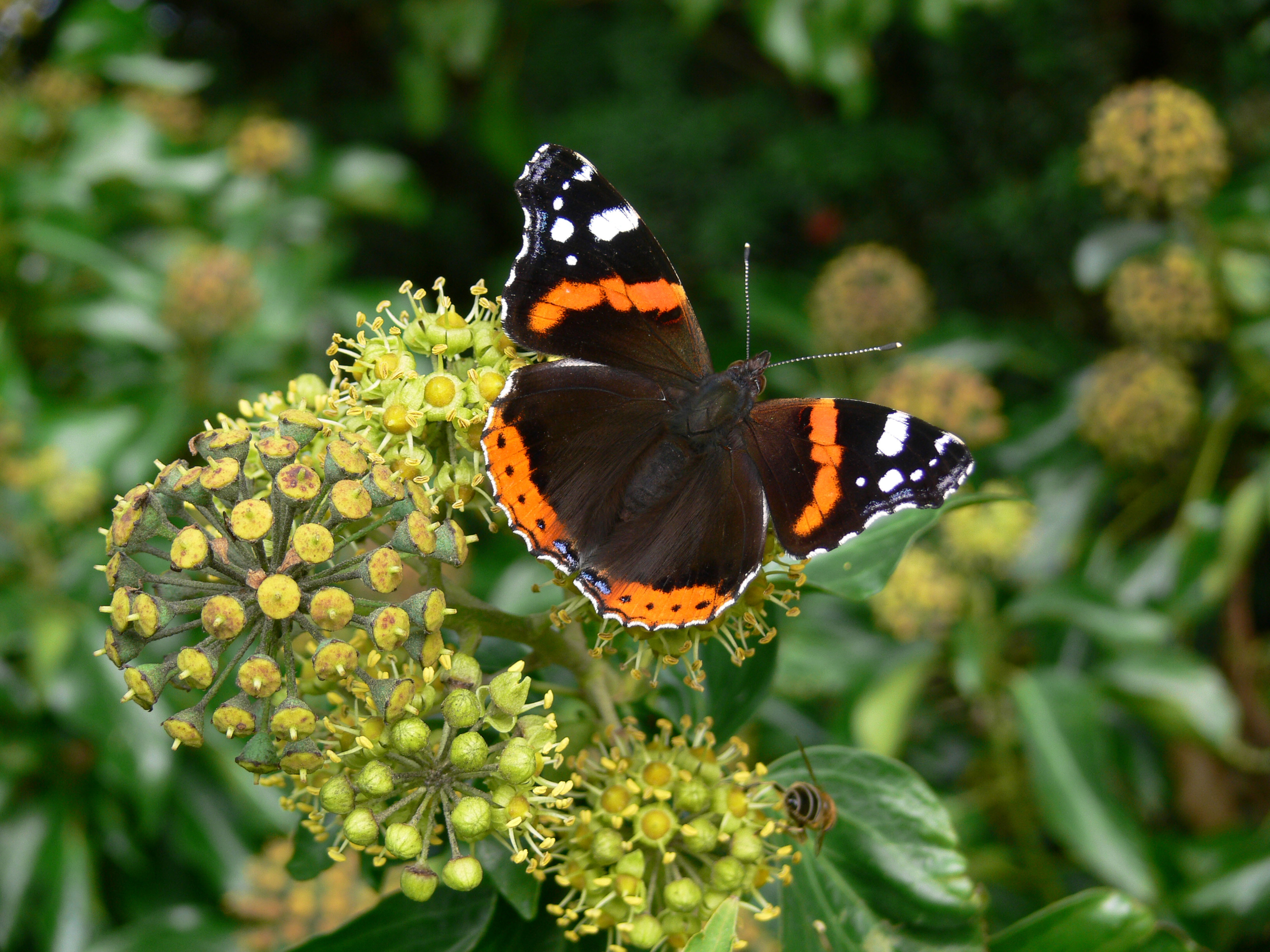 A red admiral butterfly feeding on ivy flowers (Alamy/PA)