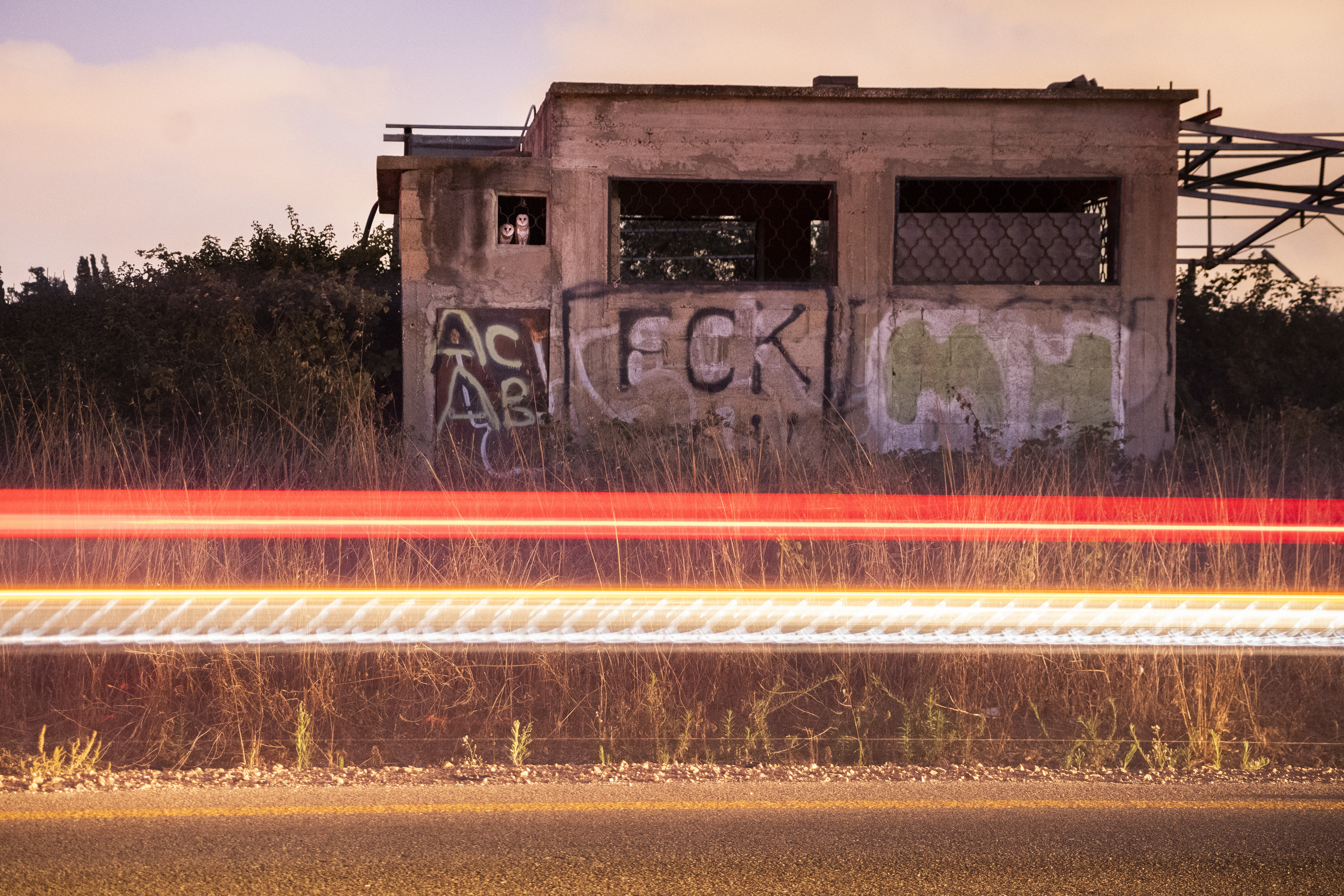 Barn owls in roadside building