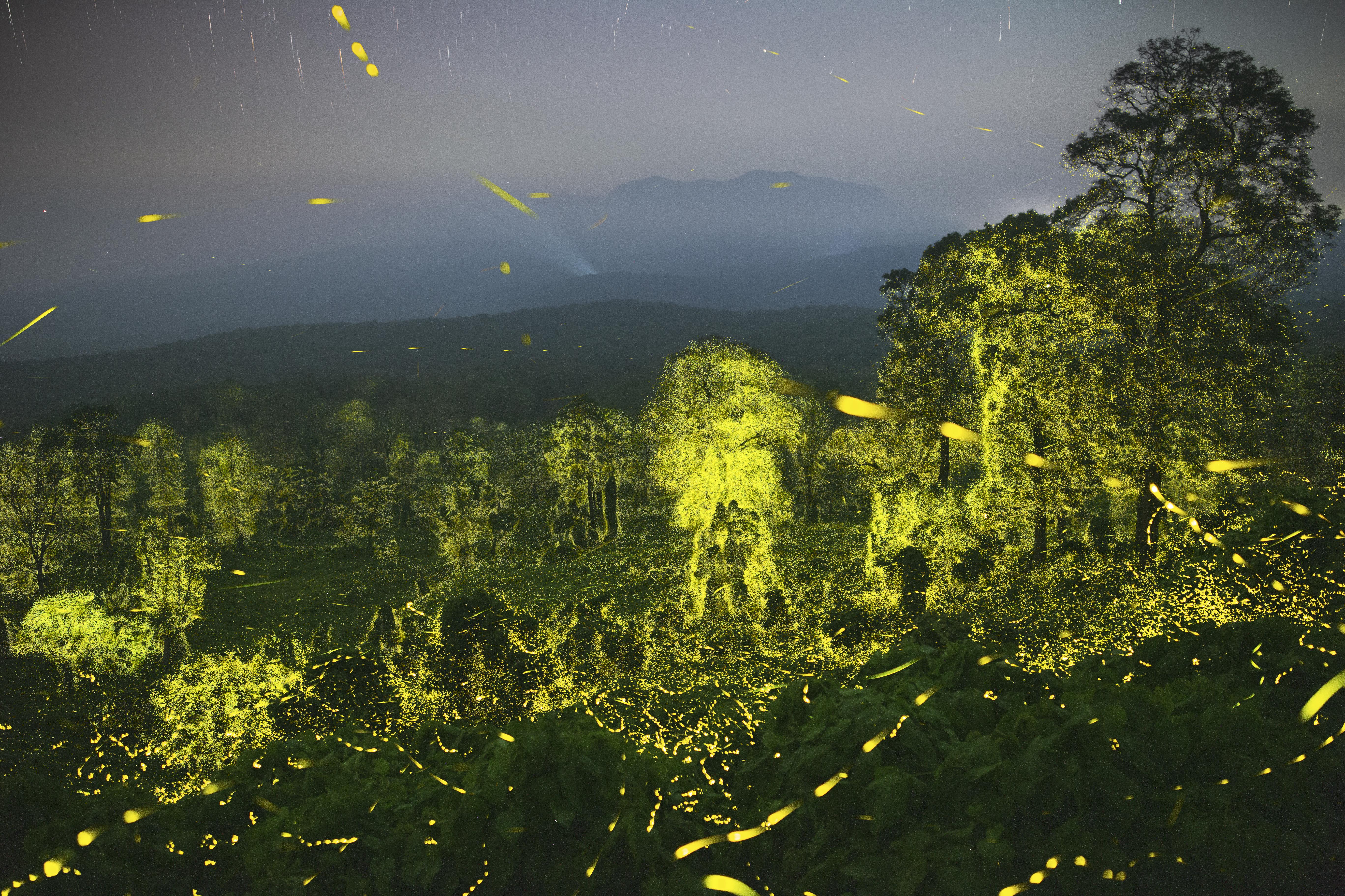 Bioluminescent fireflies