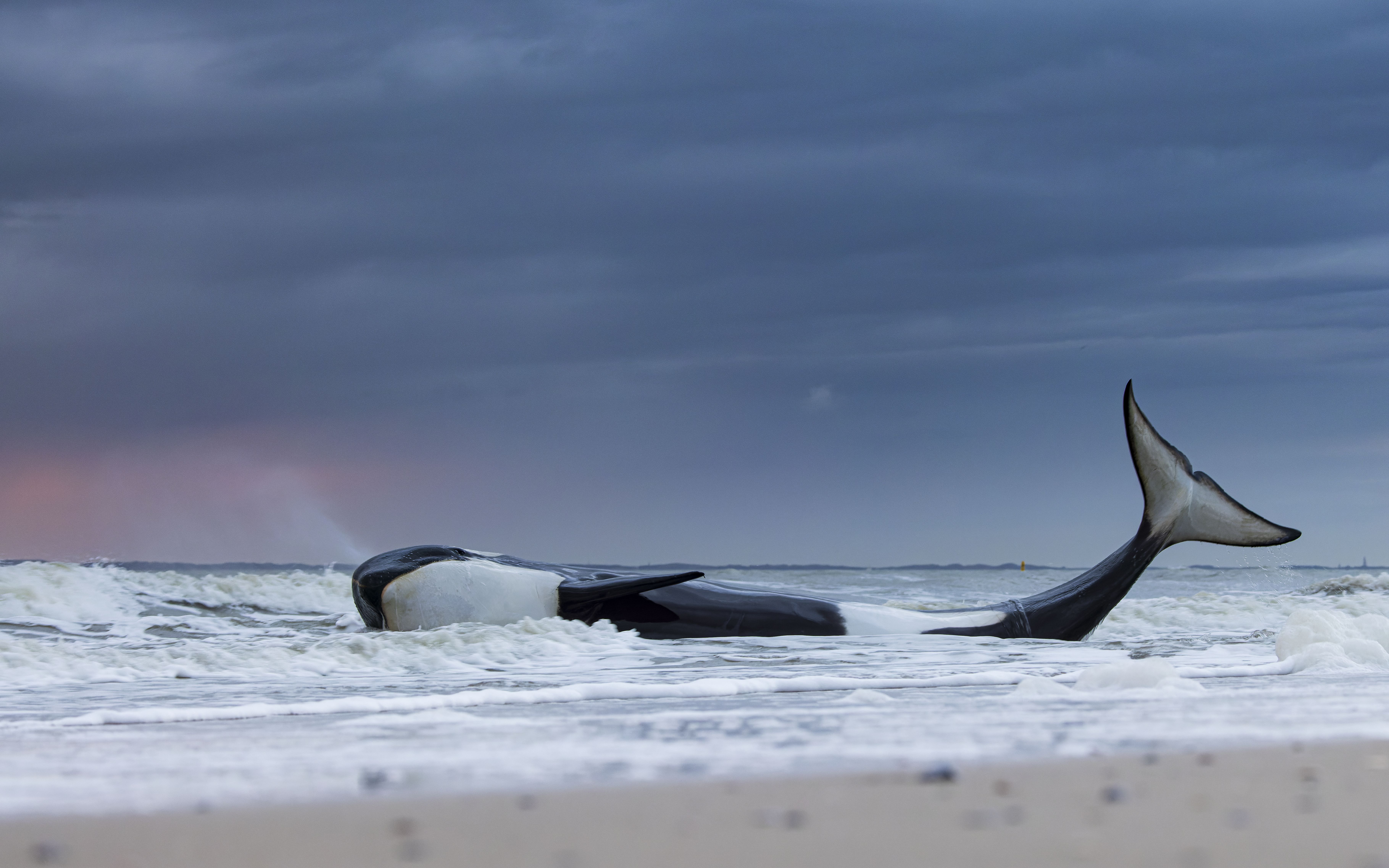 Beached orca