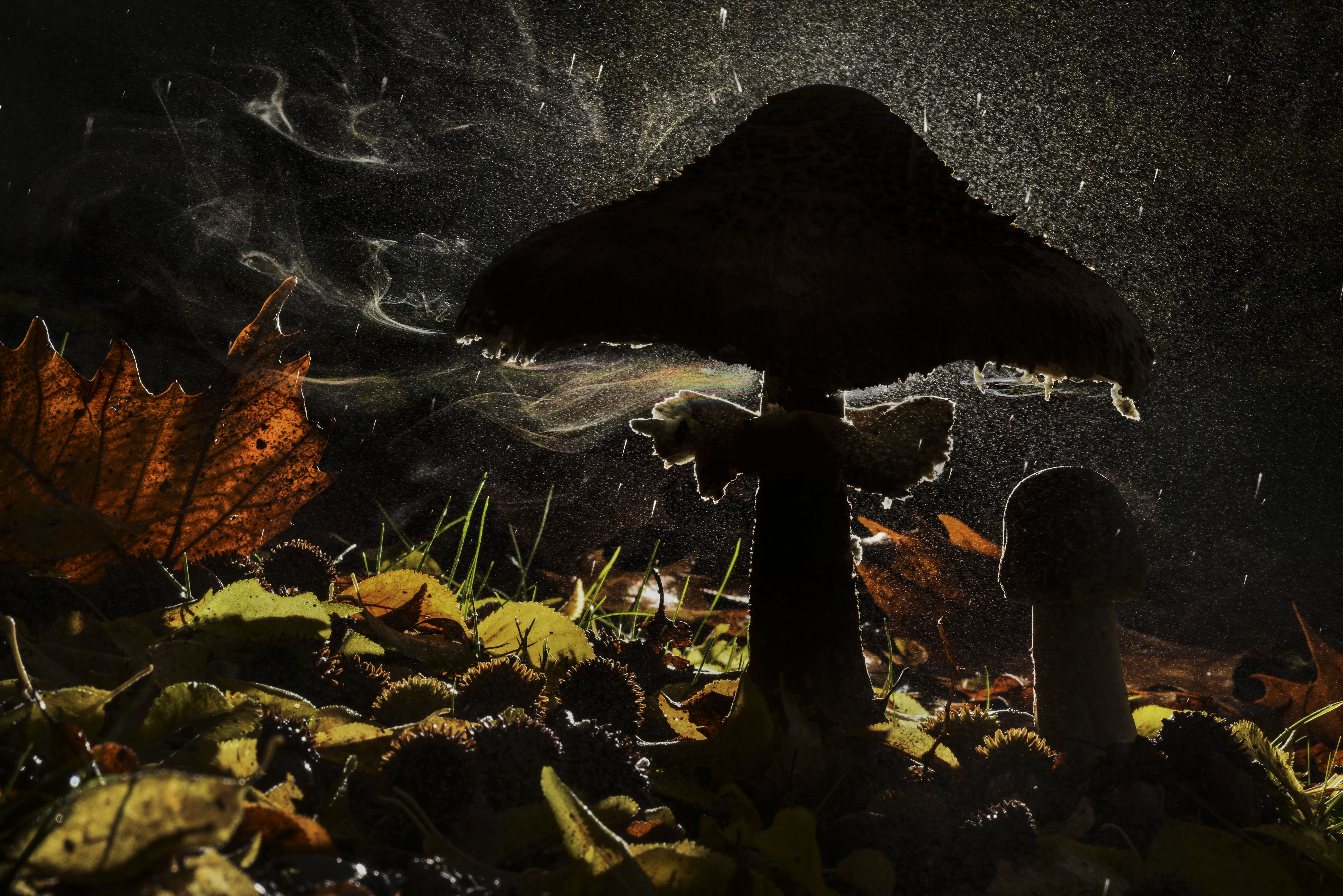 Parasol mushroom spreading spores