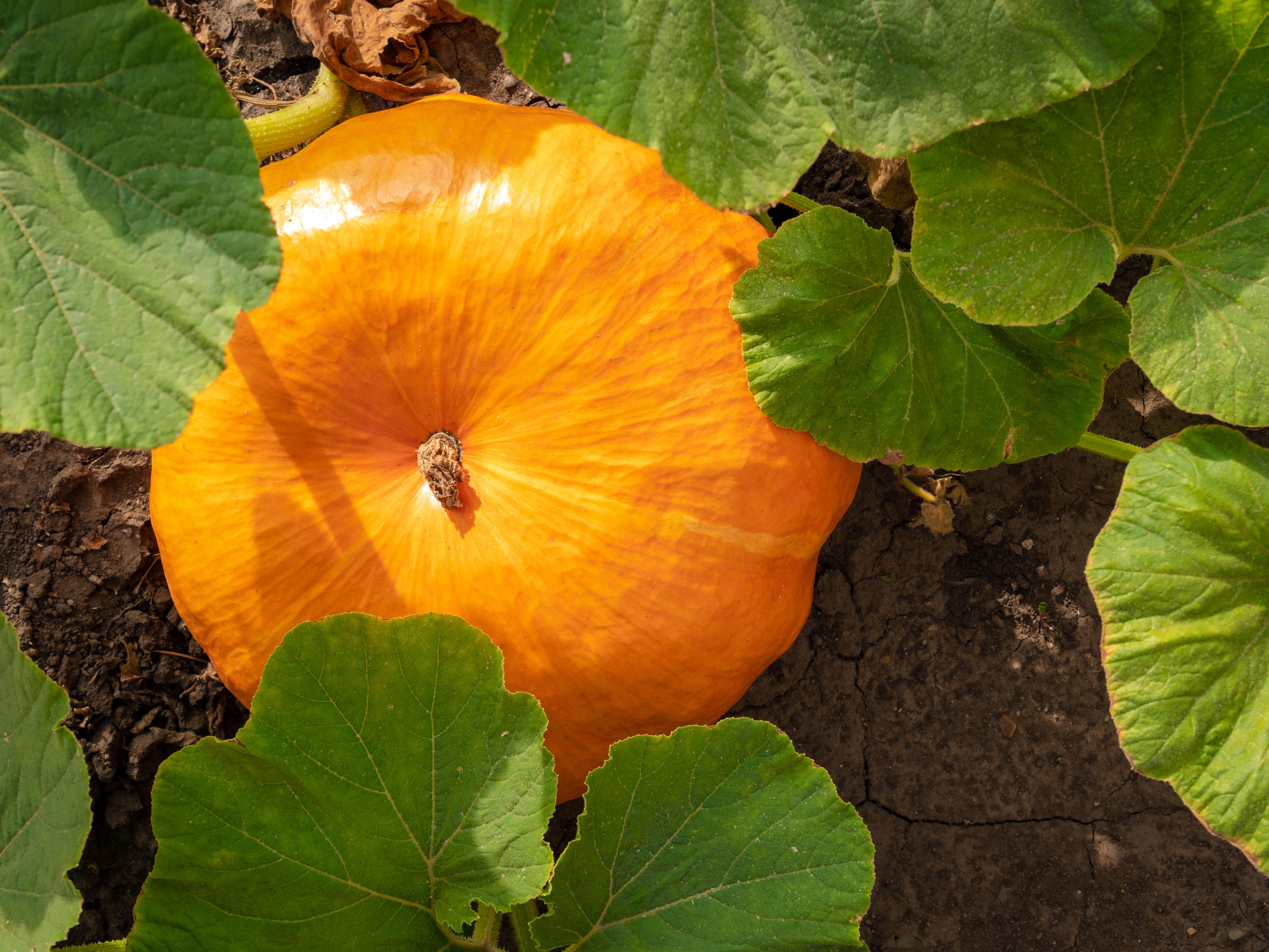 A pumpkin on the vine (alamy/PA)