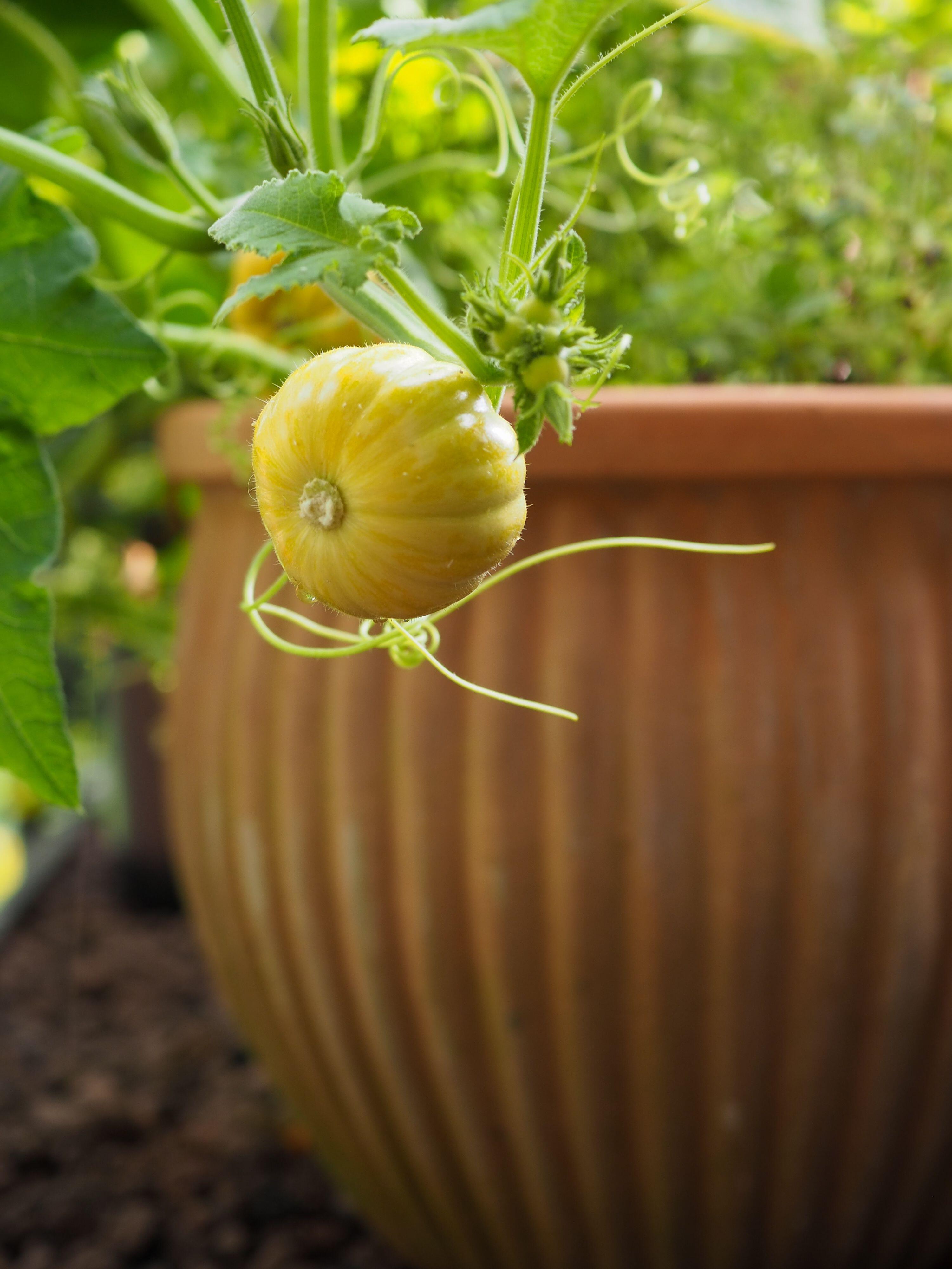Small pumpkin variety growing in a pot (Alamy/PA)