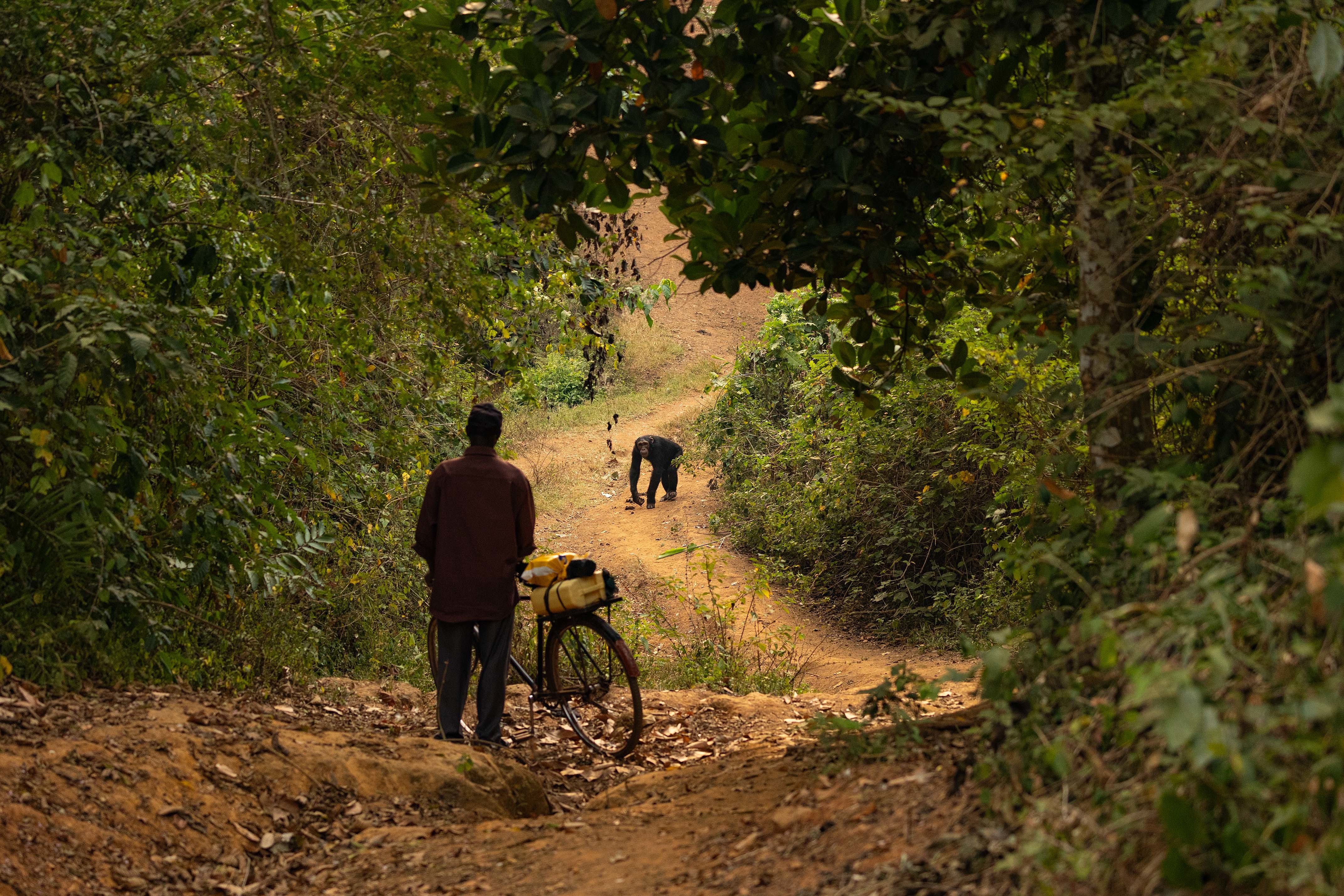 Los chimpancés y los humanos se están acercando en Uganda debido a la pérdida de hábitat (BBC Studios/,Abigail Lees/PA)