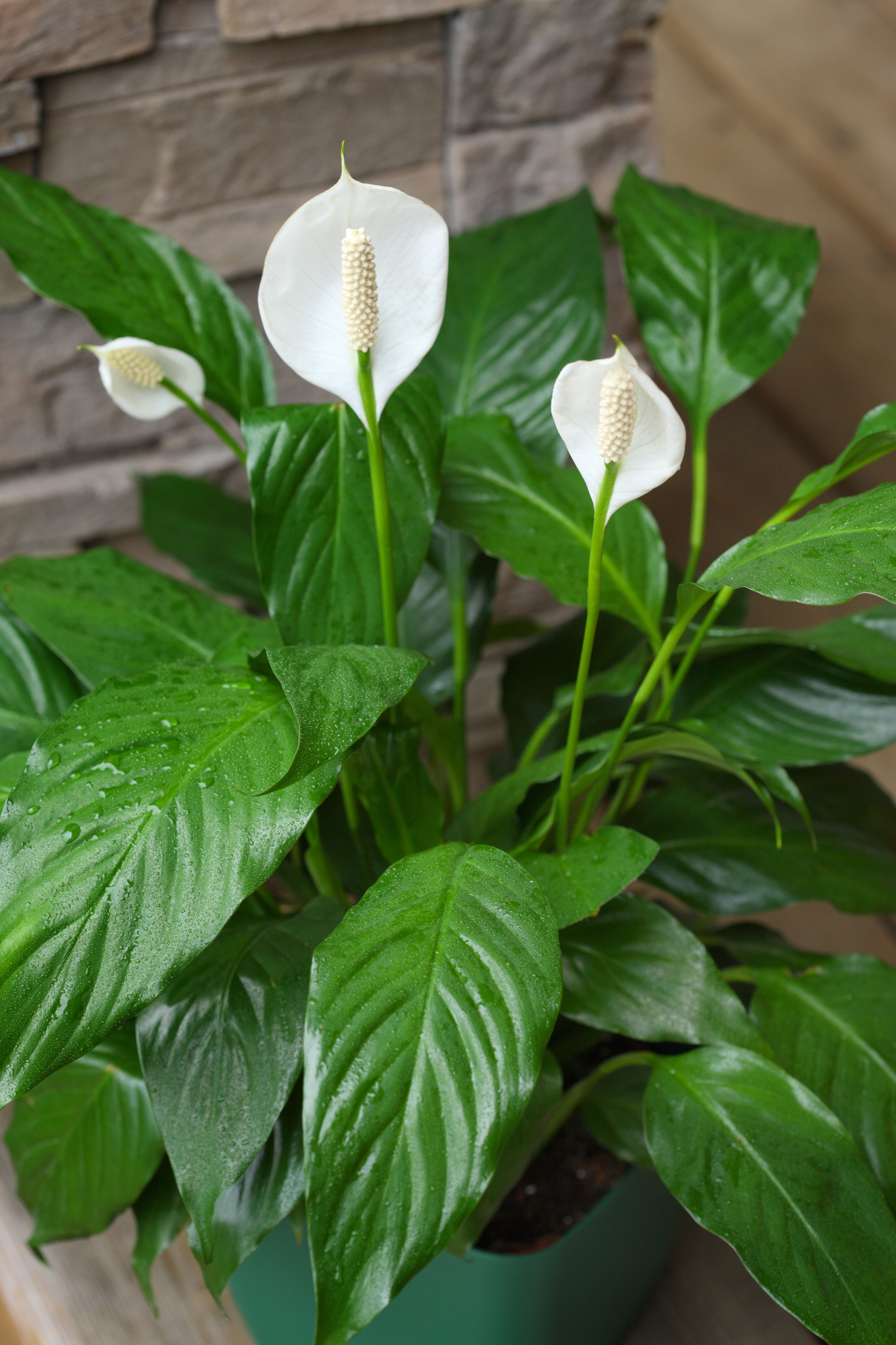 A peace lily can lighten up dark corners (Alamy/PA)