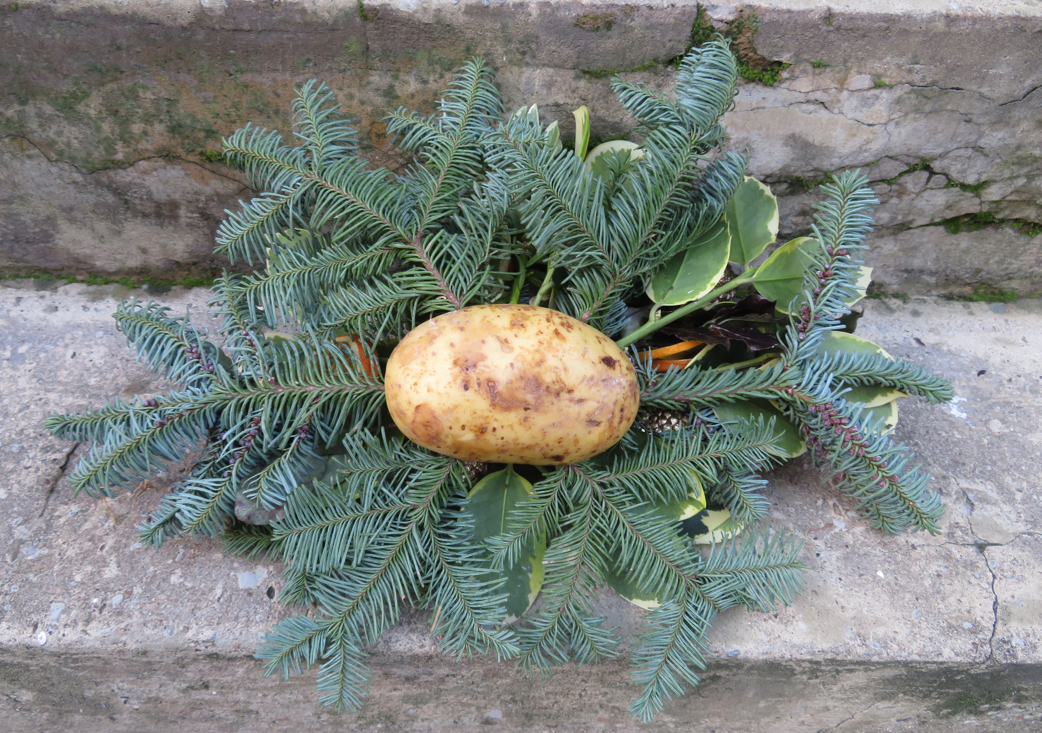 The potato base of a Christmas wreath (Judith Blacklock/PA)