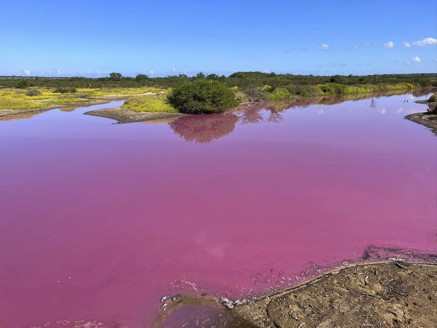 Pink pond