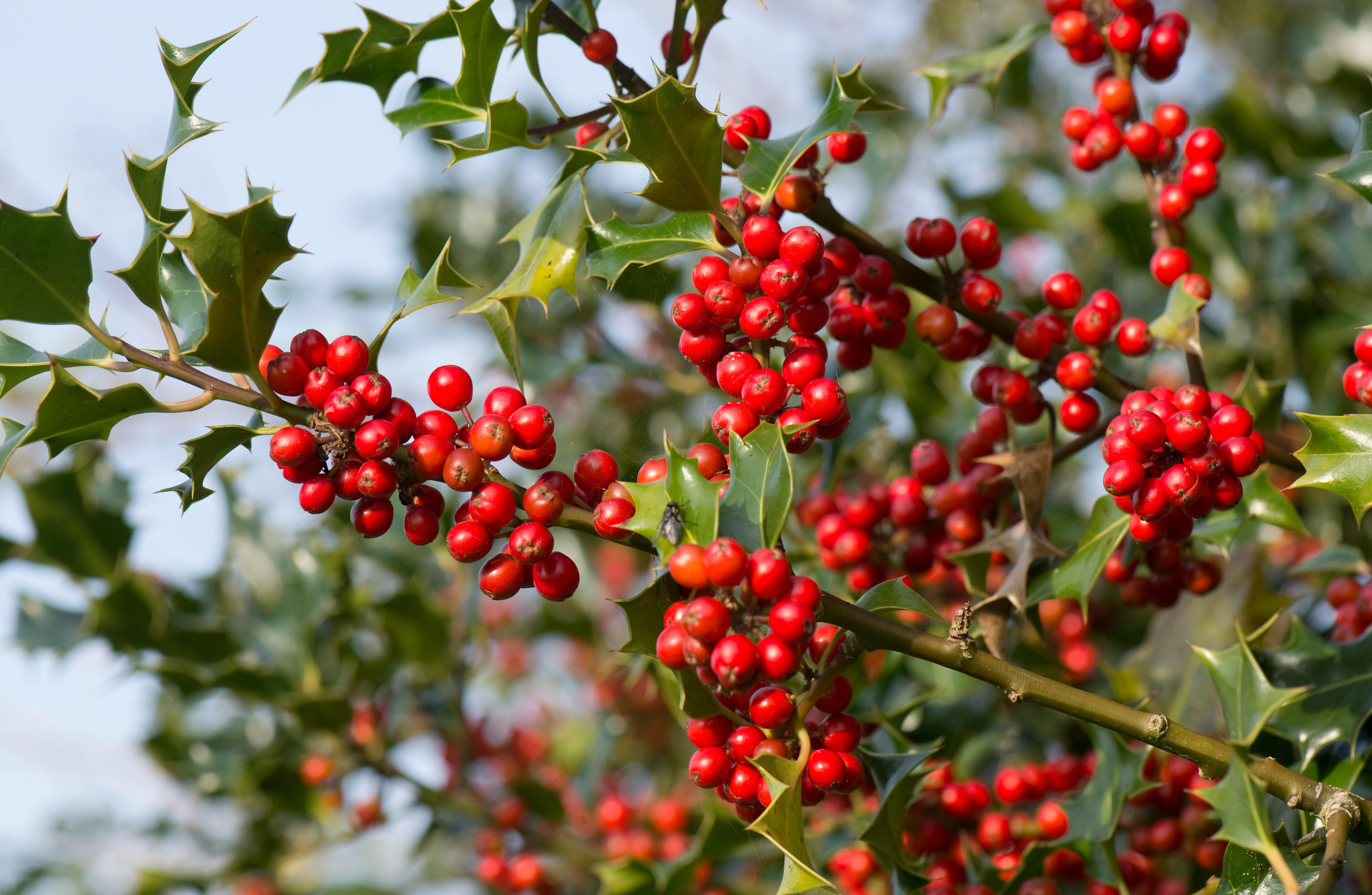 Holly with berries (Alamy/PA)
