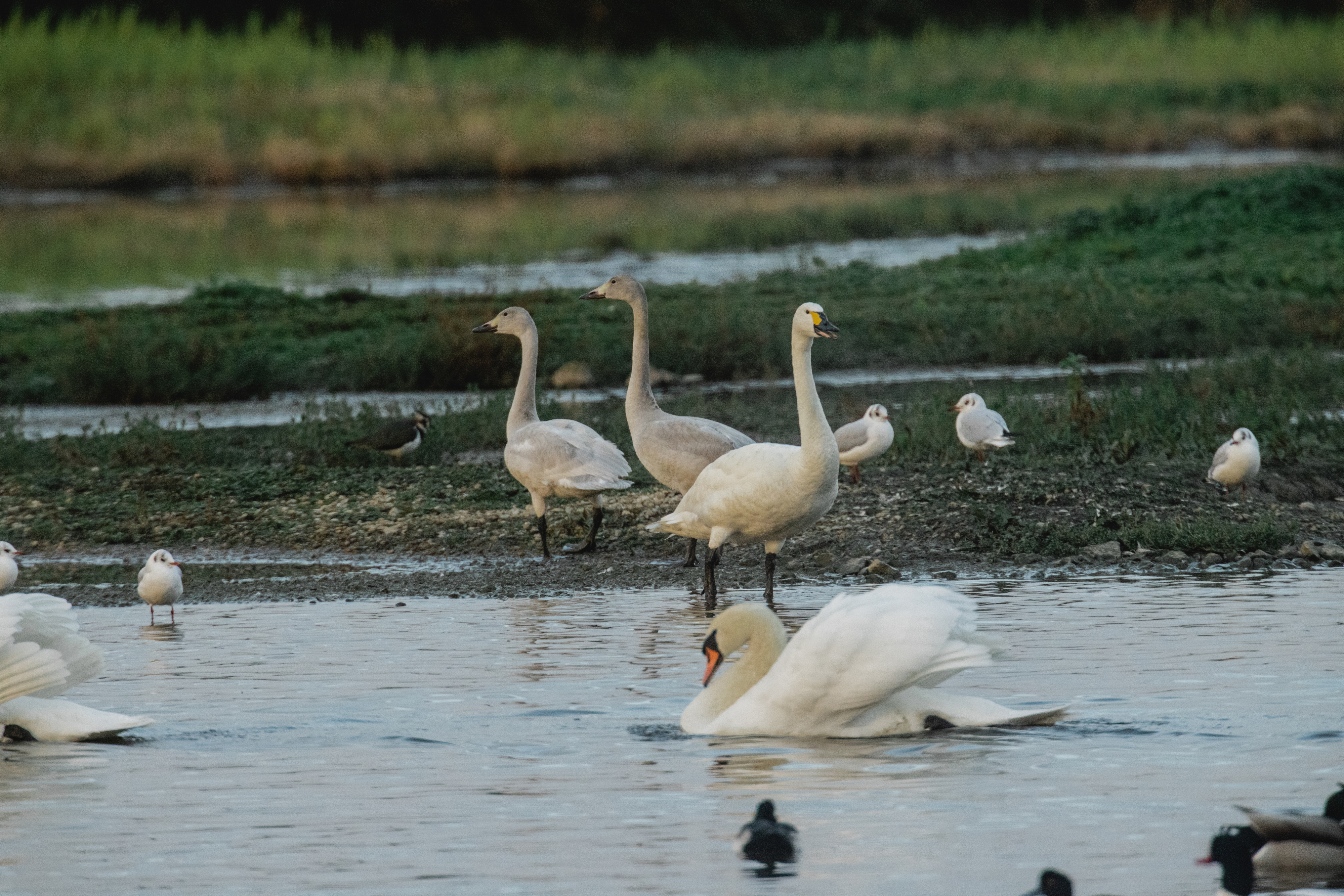 The arrival of the Bewick swan at the WWT Slimbridge reserve in Gloucestershire has been the latest recorded since 1965 WWT/PA)