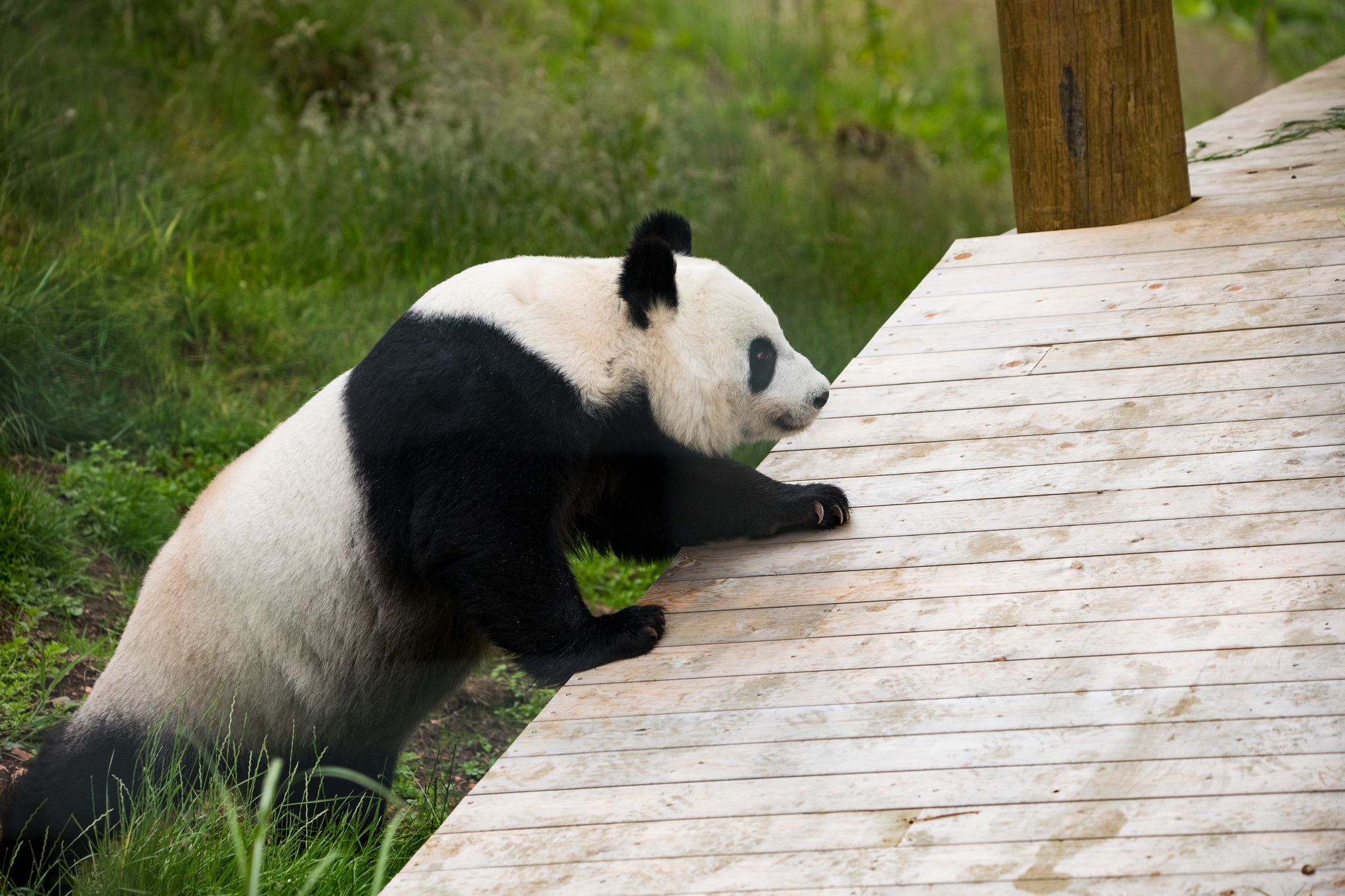 Tian Tian the giant panda