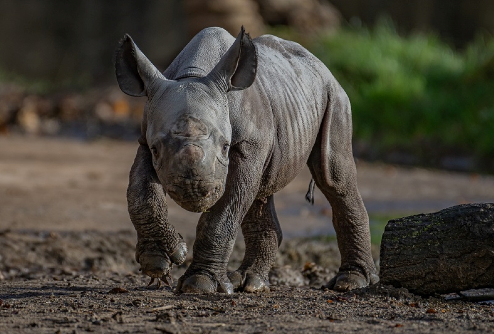 Zookeepers at a Cheshire Zoo have celebrated the birth of a “critically endangered” eastern black rhino.