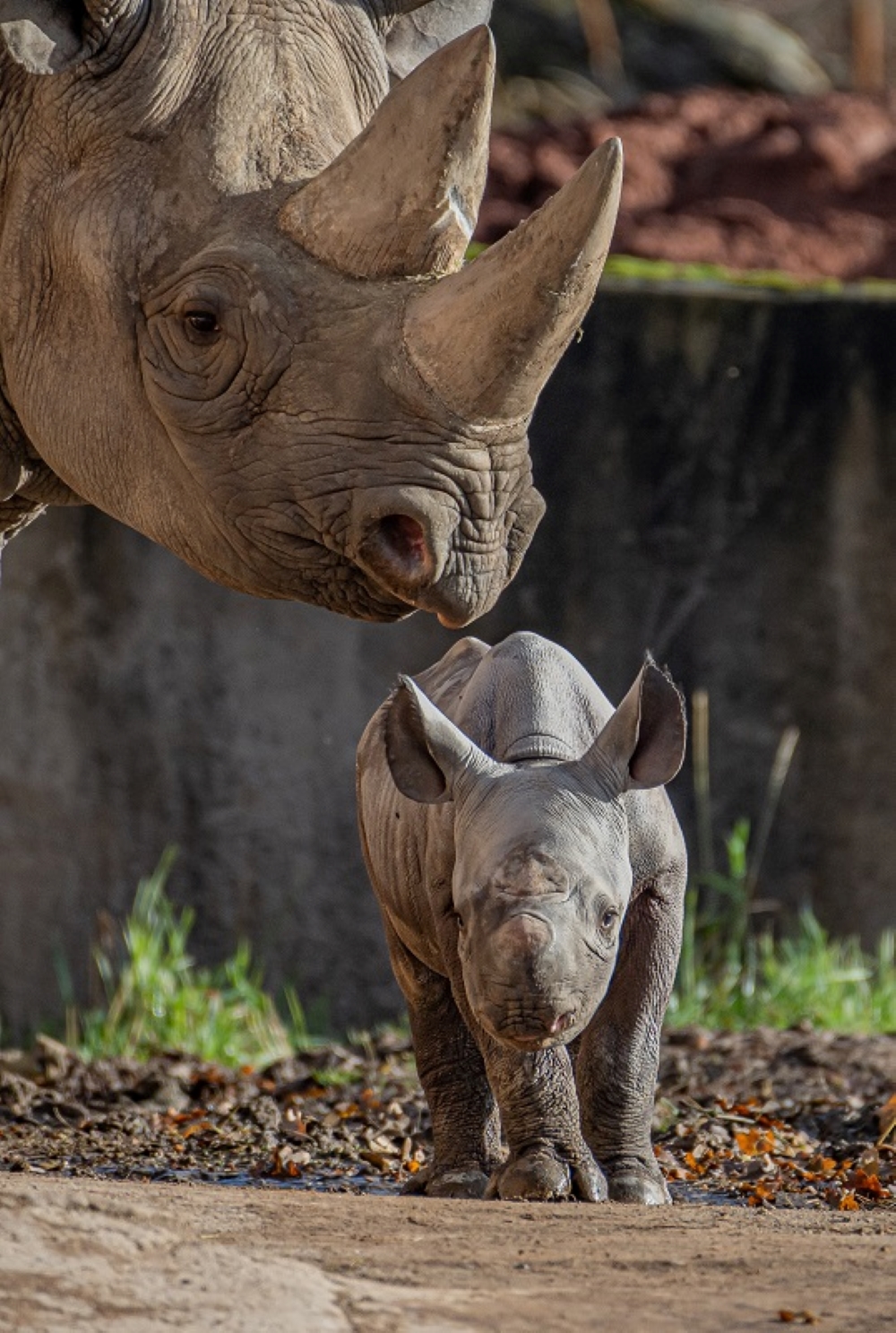Zookeepers at a Cheshire Zoo have celebrated the birth of a “critically endangered” eastern black rhino.
